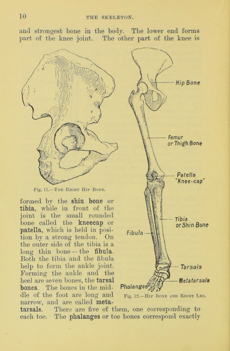 and strongest bone in the body. The lower end forms part of the knee joint. The other part of the knee is Hip Bone — Femur or Thigh Bone Pafelld “Knee-cap” Fig. 11.—The Right Hip Bone. m Fibula Tibia orShin Bone formed by the shin bone or tibia, while in front of the joint is the small rounded bone called the kneecap or patella, which is held in jiosi- tion by a strong tendon. On the outer side of the tibia is a long thin bone — the fibula. Both the tibia and the fibula help to form the ankle joint. Forming the ankle and the heel are seven bones, the tarsal bones. The bones in the mid- dle of the foot are long and narrow, and are called meta- tarsals. There are five of them, one corresponding to each toe. The phalanges or toe bones correspond exactly Tarsals Metatarsals Phalanges^ Fig. 12.—Hip Bone and Rioht Leo.