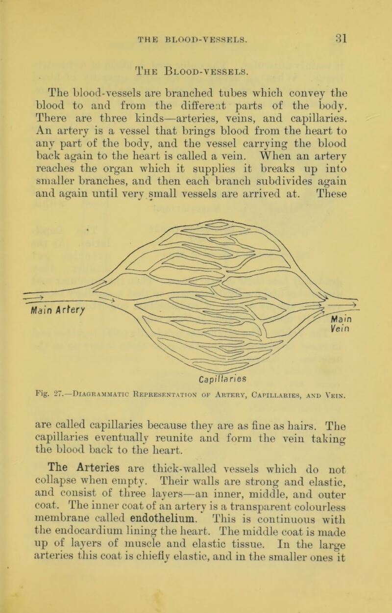 The Blood-vessels. The Llood-vessels are braiicliecl tubes which convey the blood to and from the dift'ereat parts of the body. There are three kinds—arteries, veins, and capillaries. An artery is a vessel that brings blood from the heart to any part of the body, and the vessel carrying the blood back again to the heart is called a vein. When an artery reaches the organ which it supplies it breaks up into smaller branches, and then each branch subdivides again and again until verv small vessels are arrived at. These are called capillaries because they are as fine as hairs. The capillaries eventually reunite and form the vein taking the blood back to the heart. The Arteries are thick-walled vessels which do not collapse when empty. Their walls are strong and elastic, and consist of tlu’ee layers—an inner, middle, and outer coat. The inner coat of an artery is a transparent colourless membrane called endothelium. ’ This is continuous with the endocardium lining the heart. The middle coat is made up of layers of muscle and elastic tissue. In the large arteries this coat is chiefly elastic, and in the smaller ones it