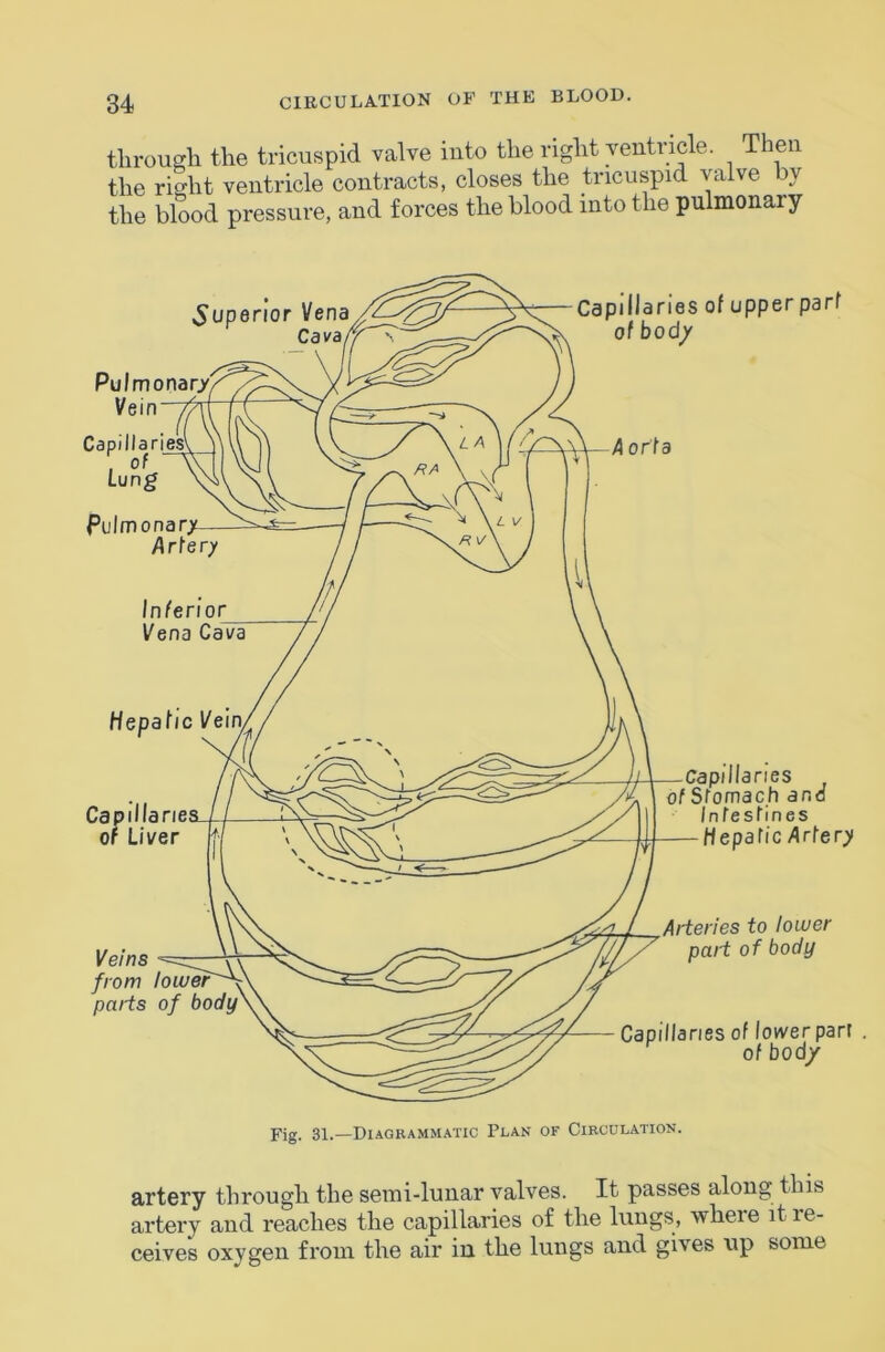 through the tricuspid valve iuto the right ventricle. Then the right ventricle contracts, closes the tricuspid valve by the blood pressure, and forces the blood into the pulmonary artery through the semi-lunar valves. It passes along this artery and reaches the capillaries of the lungs, where it re- ceives oxygen from the air in the lungs and gives up some