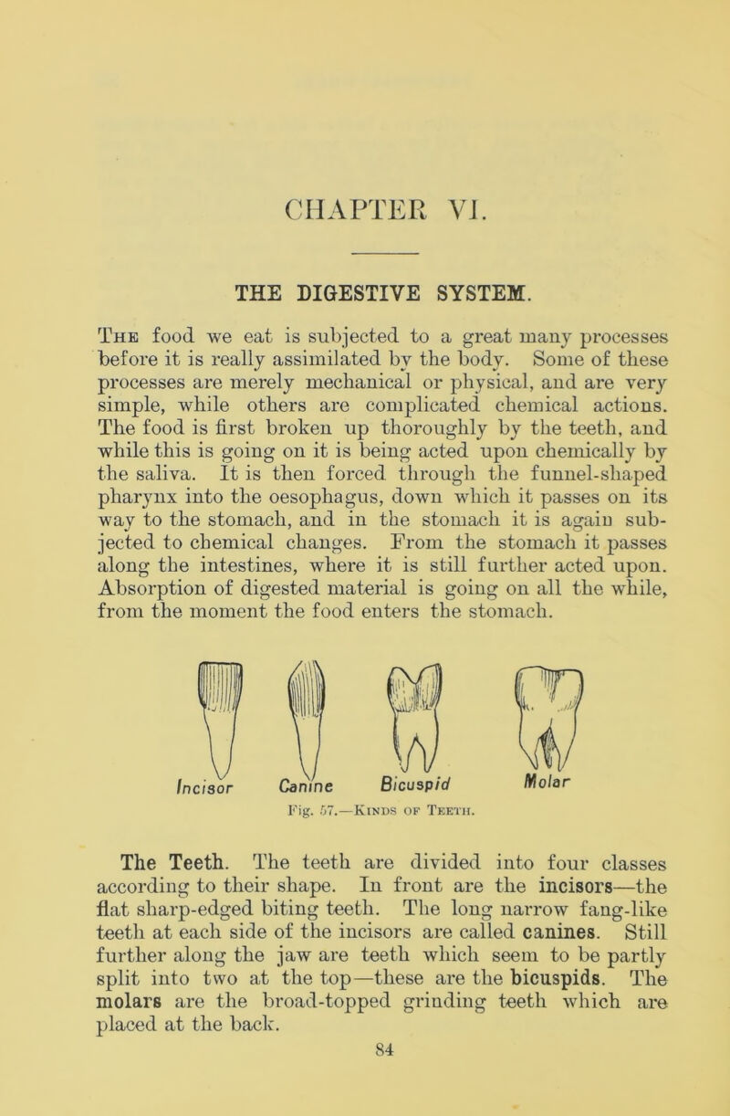 CHAPTER VI. THE DIGESTIVE SYSTEM. The food we eat is subjected to a great many processes before it is really assimilated by the body. Some of these processes are merely mechanical or physical, and are very simple, while others are complicated chemical actions. The food is first broken up thoroughly by the teeth, and while this is going on it is being acted upon chemically by the saliva. It is then forced tlirough the funnel-shaped pharynx into the oesophagus, down which it passes on its wav to the stomach, and in the stomach it is again sub- jected to chemical changes. From the stomach it passes along the intestines, where it is still further acted upon. Absorption of digested material is going on all the while, from the moment the food enters the stomach. Fig. .07.—Kinds of Teeth. The Teeth. The teeth are divided into four classes according to their shape. In front are the incisors—the flat sharp-edged biting teeth. The long narrow fang-like teeth at each side of the incisors are called canines. Still further along the jaw are teeth which seem to be partly split into two at the top—these are the bicuspids. The molars are the broad-topped giluding teeth which are placed at the back.