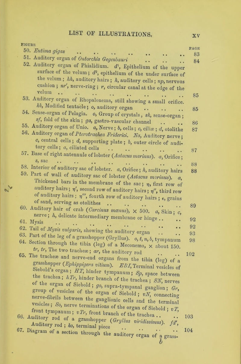 XV figure 50. Eutima gigas 51. Auditory organ of Ontorchis Gegenbawi 52. Auditory organ of Phialidium. d\ Epithelium of the upper surface of the velum; epithelium of the under surface of the velum ; hh, auditory hairs ; h, auditory cells ; np, nervous cushion ; n>’', nerve-ring ; r, circular canal at the edge of the velum 53. Auditory organ of Ehopalonema, still showing a small orifice. kk, Modified tentacle; o, auditory organ 54. Sense-organ of Pelagia, o, Group of crystals , sk, sense-organ • sf, fold of the skin ; ga, gastro-vascular channel 55. Auditory organ of Unio. a, Nerve; b, cells; c, ciliie ; c?,'otolitiie 5b. Auditory organ of Pterotrachea Friderici. Na, Auditory nerve ; c, central cells ; d, supporting iilate ; b, outer circle of audi- tory cells ; a, ciliated cells 57. Base of right antennule of lobster {Astacusmarinus). a, Orifice • sac ........ ’ 53. Interior of auditory sac of lobster, a, Orifice; h, auditory hairs 59. Part of wall of auditory sac of lobster {Astacus marinus). a, Thickened bars in the membrane of the sac; first row of auditory hairs; n\ second row of auditory hairs ; tj, third row of auditory hairs ; tj', fourth row of auditory hairs ; e, trains of sand, serving as otolithes ^ 60. Auditory hair of crab {Carcinus mwnus), x 500. a, Skin; c, nerve; A, delicate intermediary membrane or hinve 61. Mysis * ■ ■ 62. Tail of Mgsis vulgaris, showing the auditory or^an 63. Part of the leg of a grasshopper (Gryllus). o, t, n, b, tympanum 64. Section through the tibia (leg) of a Meconema, x about 150. ti'^cheai; ar, the auditory rod 65. The tracheie and nerve-end organs from the tibia (leg) of’a grasshopper {Epkippigera vitium). EDI, Terminal vesicles of lebolds organ; ATT, hinder tympanum; Nyi, space between the trachea; hTr, hinder branch of the trachea ; NiV, nerves o the organ of Siebold; supra-tympanal ganglion; X g oup of vesicles of the organ of Siebold ; vN, connectim^ ves7cre! S the terminal vesicles , No, nerve terminations of the organ of Siebold ; vT tympanum; or;-, front branch of the trachea Auditory rod ; ko, terminal piece ^ ^ 7. Diagram of a section through the auditory organ of a gras’s’ h PAGE 83 84 85 85 86 87 87 88 88 89 92 92 93 98 102 103 104