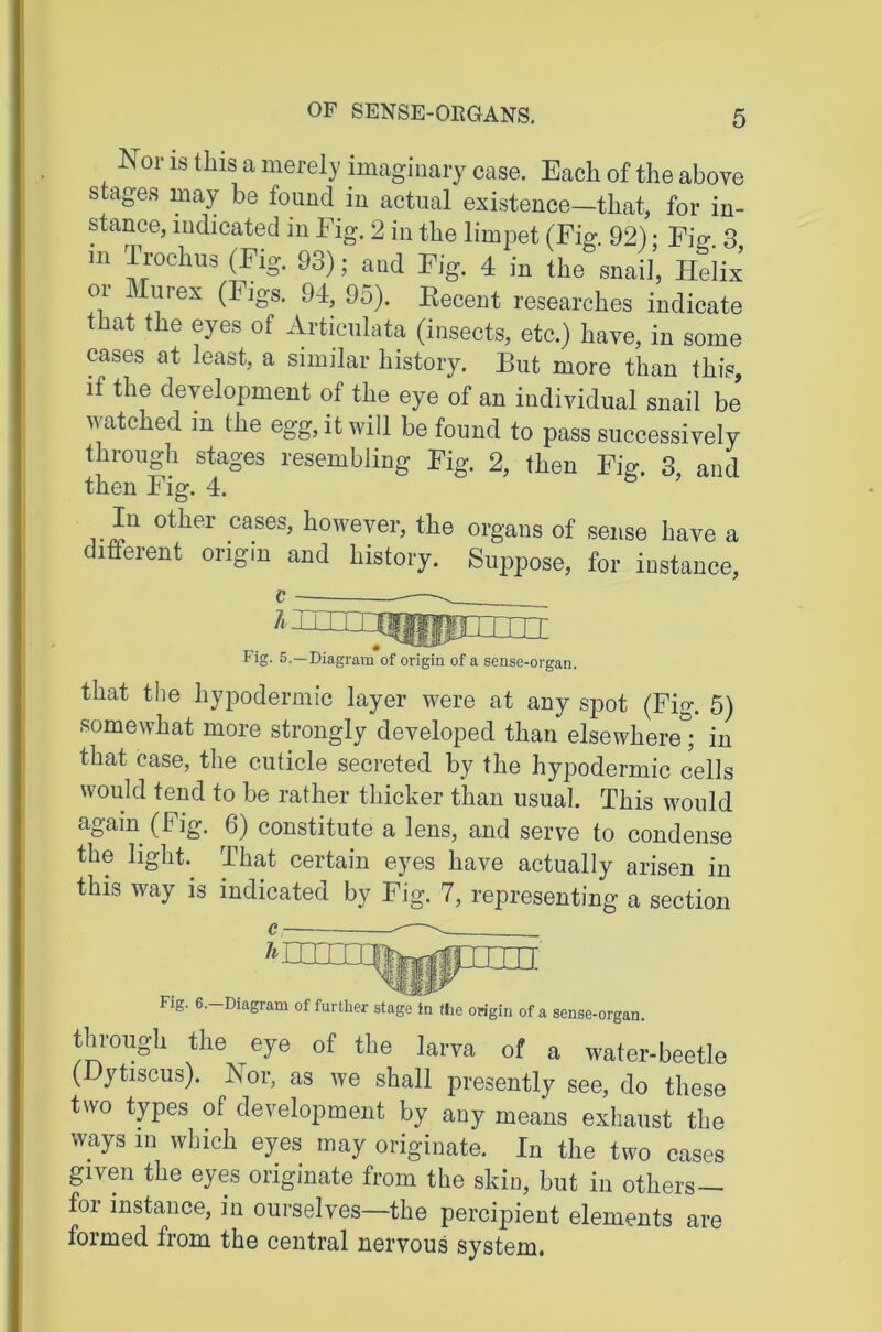 OF SENSE-OEGANS, Nor IS this a merely imaginary case. Each of the above stages may be found in actual existence—that, for in- stance, indicated in Fig. 2 in the limpet (Fig. 92) • Fig. 3 m Trochus (Fig. 93); and Fig. 4 in the snai/, Helix or Murex (Figs. 94, 95). Recent researches indicate that the eyes of Articulata (insects, etc.) have, in some cases at least, a similar history. But more than this, if the development of the eye of an individual snail be v^atched m the egg, it will be found to pass successively through stages resembling Fig. 2, then Fig. 3, and then Fig. 4. however, the organs of sense have a different origin and history. Suppose, for instance. Fig. 5.—Diagram of origin of a sense-organ. that the hypodermic layer were at any spot (Fig. 5) somewhat more strongly developed than elsewhere”; in that case, the cuticle secreted by the hypodermic cells would tend to be rather thicker than usual. This would again (Fig. 6) constitute a lens, and serve to condense the light. That certain eyes have actually arisen in this way is indicated by Fig. 7, representing a section e Fig. 6.-Diagram of further stage in the origin of a sense-organ. through the eye of the larva of a water-beetle (iJytiscus). Nor, as we shall presently see, do these two types of development by any means exhaust the ways in which eyes may originate. In the two cases given the eyes originate from the skin, but in others— for instance, in ourselves—the percipient elements are formed from the central nervous system.