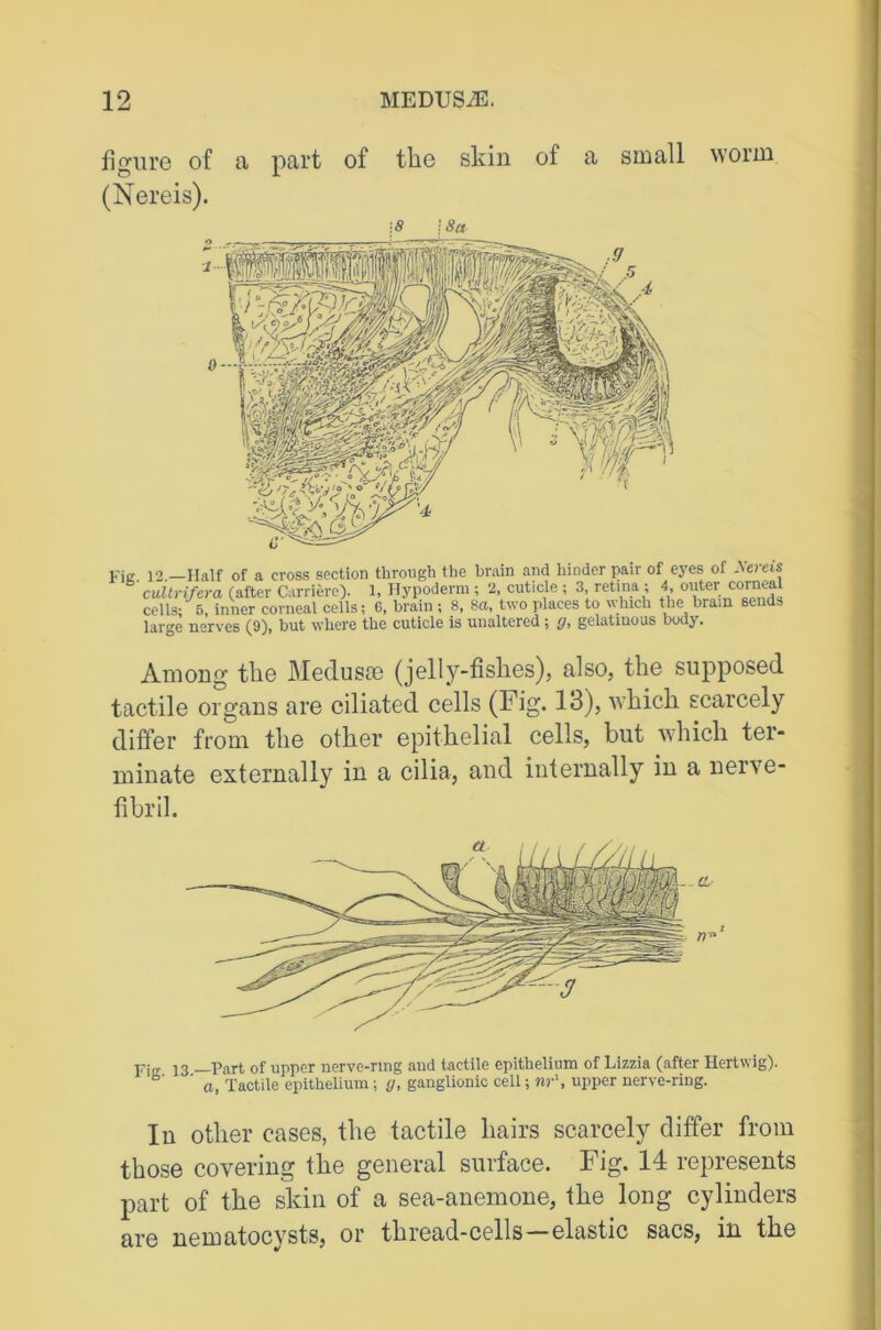 figure of a part of the skin of a small worm (Nereis). Kic 12.—Half of a cross section through the brain and hinder pair of eyes of .Xereis cuUrifera (after Carrito). 1, Hypoderm ; 2, cuticle ; 3 retina ; 4 outer corneal cells: 5, inner corneal cells; G, brain ; 8, 8a. two places to which the brain sends large nerves (9), but where the cuticle is unaltered ; g, gelatinous body. Among tke MeduscO (jelly-fishes), also, the supposed tactile organs are ciliated cells (Fig. 13), which scarcely differ from the other epithelial cells, but which ter- minate externally in a cilia, and internally in a nerve- fibril. Fic 13 —Part of upper nerve-ring and tactile epithelium of Lizzia (after Hertwig). ’ a, Tactile epithelium; g, ganglionic cell; nr\ upper nerve-ring. In other cases, the tactile hairs scarcely differ from those covering the general surface. Fig. 14 represents part of the skin of a sea-anemone, the long cylinders are nematocysts, or thread-cells—elastic sacs, in the