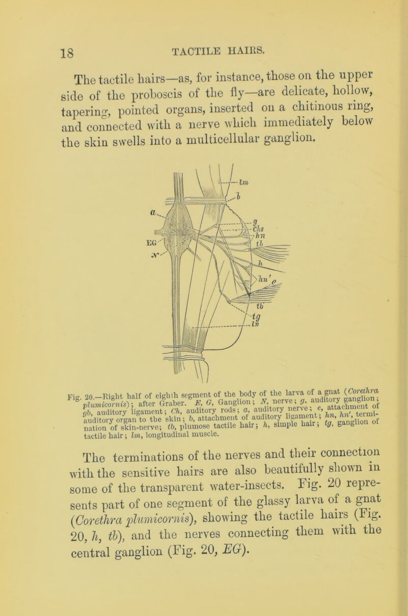 The tactile hairs—as, for instance, those on the upper side of the proboscis of the fly are delicate, hollow, taperin£r, pointed organs, inserted on a chitinous liog? and connected with a nerve which immediately below the skin swells into a multicellular ganglion. The terminations of the nerves and their connection with the sensitive hairs are also beautifully shown in some of the transparent w^ater-insects. Fig. 20 repie- sents part of one segment of the glassy larva of a ^at {Coretlira i:>lumicornis), showing the tactile hairs (Fig. 20, 7i, th), and the nerves connecting them with the central ganglion (Fig. 20, EG).