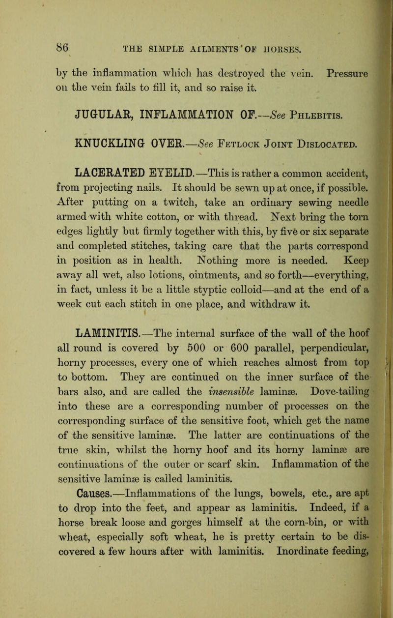 by the inflammation which has destroyed the vein. Pressure on the vein fails to fill it, and so raise it. JUGULAR, INFLAMMATION OF.—See Phlebitis. KNUCKLING OVER.—See Fetlock Joint Dislocated. LACERATED EYELID.—This is rather a common accident, from projecting nails. It should be sewn up at once, if possible. After putting on a twitch, take an ordinary sewing needle armed with white cotton, or with thread. Next bring the torn edges lightly but firmly together with this, by fiv£ or six separate and completed stitches, taking care that the parts correspond in position as in health. Nothing more is needed. Keep away all wet, also lotions, ointments, and so forth—everything, in fact, unless it be a little styptic colloid—and at the end of a week cut each stitch in one place, and withdraw it. LAMINITIS.—The internal surface of the wall of the hoof all round is covered by 500 or 600 parallel, perpendicular, horny processes, every one of which reaches almost from top to bottom. They are continued on the inner surface of the bars also, and are called the insensible laminae. Dove-tailing into these are a corresponding number of processes on the corresponding surface of the sensitive foot, which get the name of the sensitive laminae. The latter are continuations of the true skin, whilst the horny hoof and its horny laminae are continuations of the outer or scarf skin. Inflammation of the sensitive laminae is called laminitis. Causes.—Inflammations of the lungs, bowels, etc., are apt to drop into the feet, and appear as laminitis. Indeed, if a horse break loose and gorges himself at the corn-bin, or with wheat, especially soft wheat, he is pretty certain to be dis- covered a few hours after with laminitis. Inordinate feeding,