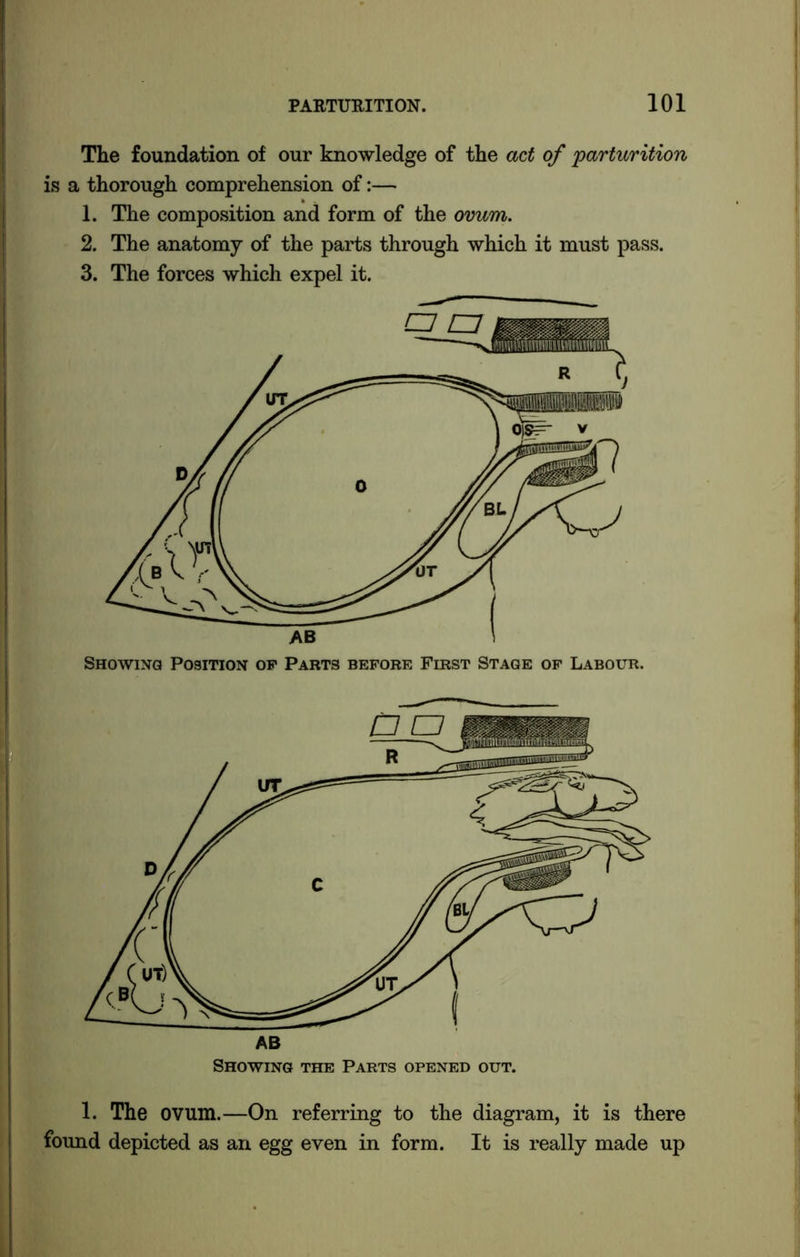 The foundation of our knowledge of the act of parturition is a thorough comprehension of:— 1. The composition and form of the ovum. 2. The anatomy of the parts through which it must pass. 3. The forces which expel it. Showing Position op Parts before First Stage of Labour. AB Showing the Parts opened out. 1. The ovum.—On referring to the diagram, it is there found depicted as an egg even in form. It is really made up
