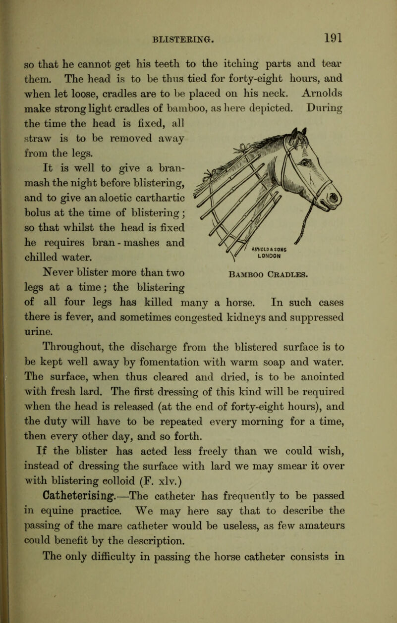 so that he cannot get his teeth to the itching parts and tear them. The head is to he thus tied for forty-eight hours, and when let loose, cradles are to be placed on his neck. Arnolds make strong light cradles of bamboo, as here depicted. During the time the head is fixed, all straw is to be removed away from the legs. It is well to give a bran- mash the night before blistering, and to give an aloetic carthartic bolus at the time of blistering; so that whilst the head is fixed he requires bran - mashes and chilled water. Never blister more than two Bamboo Cradles. legs at a time; the blistering of all four legs has killed many a horse. In such cases there is fever, and sometimes congested kidneys and suppressed urine. Throughout, the discharge from the blistered surface is to be kept well away by fomentation with warm soap and water. The surface, when thus cleared and dried, is to be anointed with fresh lard. The first dressing of this kind will be required when the head is released (at the end of forty-eight hours), and the duty will have to be repeated every morning for a time, then every other day, and so forth. If the blister has acted less freely than we could wish, instead of dressing the surface with lard we may smear it over with blistering colloid (F. xlv.) Catheterising.—The catheter has frequently to be passed in equine practice. We may here say that to describe the passing of the mare catheter would be useless, as few amateurs could benefit by the description. The only difficulty in passing the horse catheter consists in