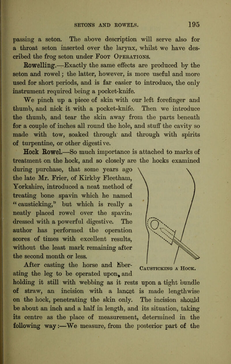 passing a seton. The above description will serve also for a throat seton inserted over the larynx, whilst we have des- cribed the frog seton under Foot Operations. Ro welling.—Exactly the same effects are produced by the seton and rowel; the latter, however, is more useful and more used for short periods, and is far easier to introduce, the only instrument required being a pocket-knife. We pinch up a piece of skin with our left forefinger and thumb, and nick it with a pocket-knife. Then we introduce the thumb, and tear the skin away from the parts beneath for a couple of inches all round the hole, and stuff the cavity so made with tow, soaked through' and through with spirits of turpentine, or other digestive. Hock Rowel.—So much importance is attached to marks of treatment on the hock, and so closely are the hocks examined during purchase, that some years ago the late Mr. Frier, of Kirkby Fleetham, Yorkshire, introduced a neat method of treating bone spavin which he named “ causticking,” but which is really a neatly placed rowel over the spavim dressed with a powerful digestive. The author has performed the operation scores of times with excellent results, without the least mark remaining after the second month or less. After casting the horse and liber- ating the leg to be operated upon, and holding it still with webbing as it rests upon a tight bundle of straw, an incision with a lancet is made lengthwise on the hock, penetrating the skin only. The incision should be about an inch and a half in length, and its situation, taking its centre as the place of measurement, determined in the following way:—We measure, from the posterior part of the Causticking a Hock.