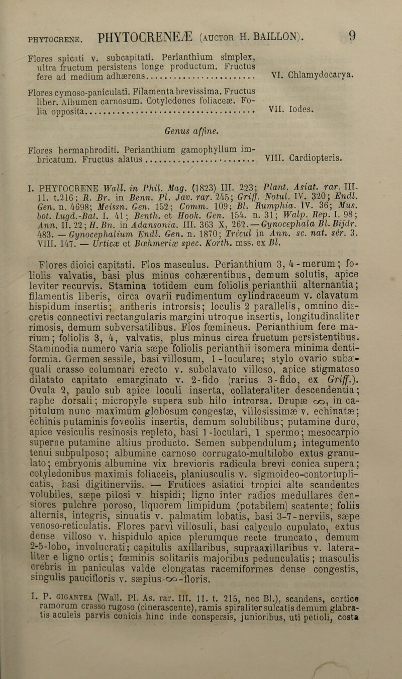 Flores spicati v. subcapitati. Perianthium simplex, ultra fructum persistens longe productum. Fructus fere ad medium adhaerens VI. Chlamydocarya. Flores cymoso-paniculati. Filamenta brevissima. Fructus liber. Albumen carnosum. Cotyledones foliaceae. Fo- lia opposita VII. Iodes. Genus affine. Flores hermaphroditi. Perianthium gamophyllum im- bricatum. Fructus alatus VIII. Cardiopteris. I. PHYTOCRENE Wall, in Phil. Mag. (1823) III. 223; Piant. Asiat. rar. IIT- 11. t.216; R. Br. in Benn. Pl. Jav. rar. 245; Griff. Notui. IV. 320; Endl. Gen. n. 4698; Meissn. Gen. 152; Corum. 109; Bl. Rumphia. IV. 36; Mus. tot. Lugd.-Bat. I. 41; Benth. et Hooh. Gen. 154. n. 31; Walp. Rep. I. 98; Ann. II. 22; H. Bn. in Adansonia. III. 363 X, ‘Ifo. — Gynocephala Bl. Bijdr. 483. — Gynocephalium Endl. Gen. n. 1870; Trecul in Ann. sc. nat. s&r. 3. VIII. 147. — Urticae et Bcehmeriae spec. Korth. mss. ex Bl. Flores dioici capitati. Flos masculus. Perianthium 3, 4-merum; fo- liolis valvatis, basi plus minus cohaerentibus, demum solutis, apice leviter recurvis. Stamina totidem cum foliolis perianthii alternantia; filamentis liberis, circa ovarii rudimentum cylindraceum v. clavatum hispidum insertis; antheris introrsis; loculis 2 parallelis, omnino dis- cretis connectivi rectangularis margini utroque insertis, longitudinaliter rimosis, demum subversatilihus. Flos foemineus. Perianthium fere ma- rium; foliolis 3, 4, valvatis, plus minus circa fructum persistentibus. Staminodia numero varia saepe foliolis perianthii isomera minima denti- formia. Germen sessile, basi villosum, 1-loculare; stylo ovario subat- quali crasso columnari erecto v. subclavato villoso, apice stigmatoso dilatato capitato emarginato v. 2-fido (rarius 3-fido, ex Griff.). Ovula 2, paulo sub apice loculi inserta, collateraUter descendentia; raphe dorsali; micropyle supera sub hilo introrsa. Drupse oo, in ca- pitulum nunc maximum globosum congestae, villosissimae v. echinatas; echinis putaminis foveolis insertis, demum solubilibus; putamine duro, apice vesiculis resinosis repleto, basi 1 -loculari, 1 spermo; mesocarpio superne putamine altius producto. Semen subpendulum; integumento tenui subpulposo; albumine carnoso corrugato-multilobo extus granu- lato; embryonis albumine vix brevioris radicula brevi conica supera; cotyledonibus maximis foliaceis, planiusculis v. sigmoideo-contortupli- catis, basi digitinerviis. — Frutices asiatici tropici alte scandentes volubiles, saepe pilosi v. hispidi; ligno inter radios medullares den- siores. pulchre poroso, liquorem limpidum (potabilem) scatente; foliis alternis, integris, sinuatis v. palmatim lobatis, basi 3-7-nerviis, saepe venoso-reticulatis. Flores parvi villosuli, basi calyculo cupulato, extus dense villoso v. hispidulo apice plerumque recte truncato, demum 2-5-lobq, involucrati; capitulis axillaribus, supraaxillaribus v. latera- liter e ligno ortis; fceminis solitariis majoribus pedunculatis ; masculis crebris in paniculas valde elongatas racemiformes dense congestis, singulis paucifloris v. saepius co-floris. 1. P. gigantea (Wall. Pl. As. rar. III. II. t. 215, nec Bl.), scandens, cortice ramorum crasso rugoso (cinerascente), ramis spiraliter sulcatis demum glabra- tis aculeis parvis conicis hinc inde conspersis, junioribus, uti petioli, costa