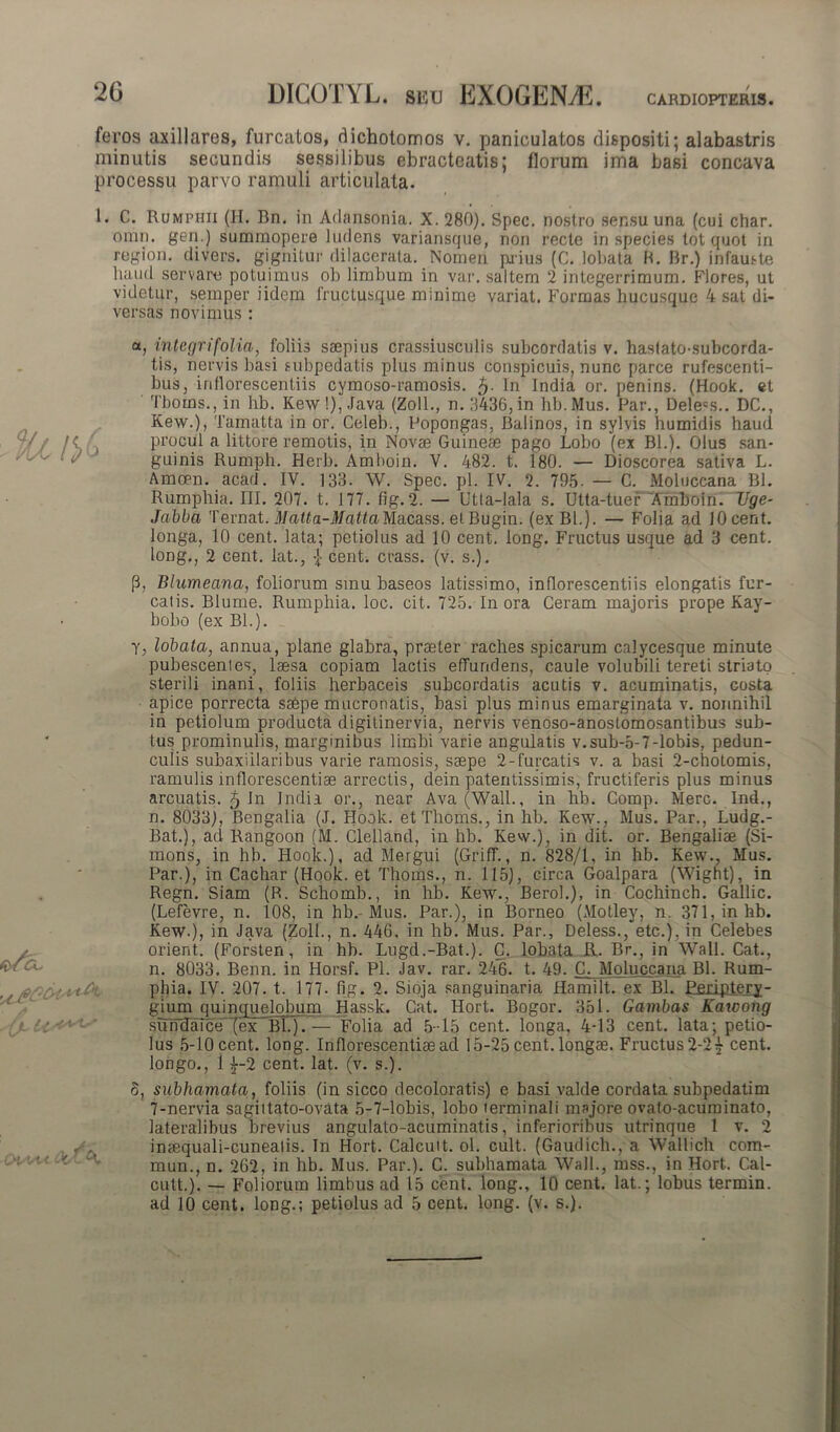 feros axillares, furcatos, dichotomos v. paniculatos dispositi; alabastris minutis secundis sessilibus ebracteatis; florum ima basi concava processu parvo ramuli articulata. 1. C. Rumphii (H. Bn. in Adansonia. X.280). Spec. nostro sensu una (cui char. omn. gen.) summopere ludens variansque, non recte in species tot quot in region. divers. gignitur dilacerata. Nomen prius (C. lobata B. Br.) infauste haud servare potuimus oh limbum in var. saltem 2 integerrimum. Flores, ut videtur, semper iidem fructusque minime variat. Formas hucusque 4 sat di- versas novimus : а, integri folia, foliis saepius crassiusculis subcordatis v. haslato-subcorda- tis, nervis basi subpedatis plus minus conspicuis, nunc parce rufescenti- bus, inflorescentiis cymoso-ramosis. $. In India or. penins. (Hook. et Tborns., in hb. Kew !), .lava (Zoll., n. 3436,in hb.Mus. Par., Deleas.. DC., Kew.), Tamatta in or. Celeb., Popongas, Balinos, in sylvis humidis haud procul a littore remotis, in Novae Guineae pago Lobo (ex Bl.). Olus san- guinis Rumph. Herb. Amboin. V. 482. t. 180. — Dioscorea sativa L. Amoen. acad. IV. 133. W. Spec. pl. IV. 2. 795. — C. Moluccana Bl. Rumphia. III. 207. t. 177. fig. 2. — Ltta-lala s. Utta-tuer 'Amboin. Uge- Jabba Ternat. MaUa-MattaM-dcass. et Bugin. (exBl.). — Folia ad JOcent. longa, 10 cent. lata; petiolus ad 10 cent. long. Fructus usque ad 3 cent. long., 2 cent. lat., cent. crass. (v. s.). P, Blumeana, foliorum sinu baseos latissimo, inflorescentiis elongatis fur- catis. Blume. Rumphia. loc. cit. 725. In ora Ceram majoris prope Kay- bobo (ex BL). y, lobata, annua, plane glabra, praeter raches spicarum calycesque minute pubescentes, laesa copiam lactis effundens, caule volubili tereti striato sterili inani, foliis herbaceis subcordatis acutis v. acuminatis, costa apice porrecta saepe mucronatis, basi plus minus emarginata v. nonnihil in petiolum producta digitinervia, nervis venoso-anostomosantibus sub- tus prominulis, marginibus limbi varie angulatis v.sub-5-7-lobis, pedun- culis subaxiilaribus varie ramosis, saepe 2-furcatis v. a basi 2-chotomis, ramulis inflorescendae arrectis, dein paternissimis, fructiferis plus minus arcuatis. 5 In India or., near Ava (Wall., in hb. Comp. Mere. Ind., n. 8033), Bengalia (J. Hook. etTlioms., in hb. Kew., Mus. Par., Ludg.- Bat.), ad Rangoon (M. Clelland, in hb. Kew.), in dit. or. Bengaliae (Si- mons, in hb. Hook.), ad Mergui (Griff., n. 828/1, in hb. Kew., Mus. Par.), in Cachar (Hook. et Thoms., n. 115), circa Goalpara (Wight), in Regn. Siam (R. Schomb., in hb. Kew., Berol.), in Cochinch. Gallic. (Lefevre, n. 108, in hb.-Mus. Par.), in Borneo (Motley, n. 371,inhb. Kew.), in Java (Zoll., n. 446. in hb. Mus. Par., Deless., etc.), in Celebes orient. (Forsten, in hb. Lugd.-Bat.). C. lobata R. Br., in Wall. Cat., n. 8033. Benn. in Horsf. Pl. Jav. rar. 246. t. 49. C. Moluccana Bl. Rum- phia. IV. 207. t. 177- fig. 2. Sioja sanguinaria Hamilt. ex Bl. Empter^- gium quinquelobum Hassk. Cat. Hort. Bogor. 351. Gambas Kawong sumlaice'(ex Bl.). — Folia ad 5-15 cent. longa, 4-13 cent. lata; petio- lus 5-10 cent. long. Inflorescendae ad 15-25 cent. longae. Fructus 2-2£ cent. longo., 1 i-2 cent. lat. (v. s.). б, subhamata, foliis (in sicco decoloratis) e basi valde cordata subpedatim 7-nervia sagiitato-ovata 5-7-lobis, lobo lerminali majore ovato-acuminato, lateralibus brevius angulato-acuminatis, inferioribus utrinque 1 v. 2 inaequali-cuneatis. In Hort. Calcuit. ol. cult. (Gaudich., a Wallich com- mun., n. 262, in hb. Mus. Par.). C. subhamata Wall., mss., in Hort. Cal- cutt.). — Foliorum limbus ad 15 cent. long., 10 cent. lat.; lobus termin. ad 10 cent. long.; petiolus ad 5 cent. long. (v. s.).