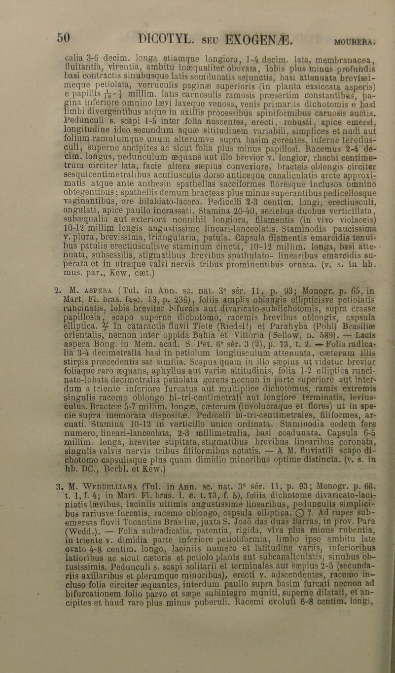 MOURERA. calia 3-6 decim. longa etiamque longiora, 1-4 decim. lata, membranacea, fluitantia, virentia, ambitu inaequaliter obovata, lobis plus minus profundis basi contractis sinubusque latis semilunatis sejunctis, basi attenuata brevissi- meque peliolata, verruculis paginae superioris (in planta exsiccata asperis) e papillis jL- j millim. latis carnosulis ramosis praesertim constantibus, pa- gina inferiore omnino laevi laxeque venosa, venis primariis dichotomis e basi limbi divergentibus atque in axillis processibus spiniformibus carnosis auctis. Pedunculi s. scapi 1-5 inter folia nascentes, erecti, robusti, apice emersi, longitudine ideo secundum aquae altitudinem variabili, simplices et nudi aut folium ramulumque unum alterumve supra basim gerentes, inferne teretius- culi, superne ancipites ac sicut folia plus minus papillosi. Racemus 2-4 de- cim. longus, pedunculum aequans aut illo brevior v. longior, rhachi centime- trum circiter lata, facie altera saepius convexiore, bradeis oblongis circiter sesquicentimetralibus acutiusculis dorso anticeque canaliculatis arcte approxi- matis atque ante anthesin spathellas sacciformes floresque inclusos omnino obtegentibus; spathellis demum bracteas plus minus superantibus pedicellosque vaginantibus, ore bilabiato-lacero. Pedicelli 2-3 centim. longi, erectiusculi, angulati, apice paullo incrassati. Stamina 20-40, seriebus duobus verticillata, subaequalia aut exteriora nonnihil longiora, filamentis (in vivo violaceis) 10-12 millim longis angustissime lineari-lanceolatis. Staminodia paucissima v. plura, brevissima, triangularia, patula. Capsula filamentis emarcidis tenui- bus patulis erectiusculisve staminum cincta, 10-12 millim. longa, basi atte- nuata, subsessilis, stigmatibus brevibus spathulato- linearibus emarcidis su- perata et in utraque valvi nervis tribus prominentibus ornata, (v. s. in bb. mus. par., Kew, caet.) 2. M. aspera. (Tui. in Ann. sc. nat. 3e ser. 11, p. 93; Monogr. p. 65, in Mart. FI. bras. fasc. 13, p. 236), foliis amplis oblongis ellipticis ve petiolatis runcinatis, lobis breviter bifurcis aut divaricato-subdichotomis, supra crasse papillosis, scapo superne dichotomo, racemis brevibus oblongis, capsula elliptica. In cataractis fluvii Tiete (Riedel!; et Parahyba (Pohl) Brasiiiae orientalis, necnon inter oppida Bahia et Vittoria (Sellow, n. 589). —Lacis aspera Bong. in Mem. acad. S. Pet. 6e ser. 3 (2), p. 73, t. 2. —Folia radica- lia 3-4 decimetralia basi in petiolum longiusculum attenuata, caeterum illis stirpis praecedentis sat similia. Scapus quam in illo saepius ut videtur brevior foliaque raro aequans, aphyllus aut variae altitudinis, folia 1-2 elliptica runci- nato-lobata decimetralia petiolata gerens necnon in parte superiore aut inter- dum a triente inferiore furcatus aut multiplice dichotomus, ramis extremis singulis racemo oblongo bi-tri-centimetrali aut longiore terminatis, levius- culus. Bracteae 5-7 millim. longae, caeterum (involucraque et flores) ut in spe- cie supra memorata dispositae. Pedicelli bi-tri-centimetrales, filiformes, ar- cuati. Stamina 10-12 in verticillo unico ordinata. Staminodia eodem fere numero, lineari-lanceolata, 2-3 millimetralia, basi coadunata. Capsula 6-5 millim. longa, breviter stipitata, stigmatibus brevibus linearibus coronata, singulis valvis nervis tribus filiformibus notatis. — A M. fluviatili scapo di- chotomo capsulisque plus quam dimidio minoribus optime distincta, (v. s. in hb. DC., Berbl. et Kew.) 3. M. Weddelliana (Tui. in Ann. sc. nat. 3e ser. 11, p. 93; Monogr. p. 66. t. 1, f. 4; in Mart. FI. bras. 1. c. t. 73, f. 5), foliis dichotome divaricato-laci- niatis laevibus, laciniis ultimis angustissime linearibus, pedunculis simplici- bus rariusve furcatis, racemo oblongo, capsula elliptica. O ?. Ad rupes sub- emersas fluvii Tocantins Brasiiiae, juxta S. Joao das duas Barras, in prov. Para (Wedd.). — Folia subradicalia, patentia, rigida, viva plus minus rubentia, in triente v. dimidia parte inferiore petioliformia, limbo ipso ambitu late ovato 4-8 centim. longo, laciniis numero et latitudine variis, inferioribus latioribus ac sicut caeteris et petiolo planis aut subcanaliculatis, sinubus ob- tusissimis. Pedunculi s. scapi solitarii et terminales aut saepius 2-5 (secunda- riis axillaribus et plerumque minoribus), erecti v. adscendentes, racemo in- cluso folia circiter aequantes, interdum paullo supra basim furcati necnon ad bifurcationem folio parvo et saepe subintegro muniti, superne dilatati, et an- cipites et haud raro plus minus puberuli. Racemi evoluti 6-8 centim. longi,