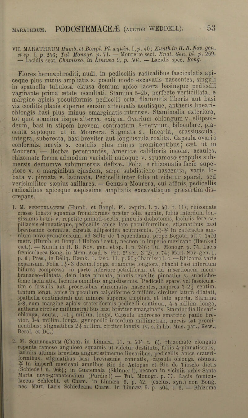 VII. MARATHRUM Humb. et Bonpl. Pl. aequin. I,p. 40; Kunthin 11. B. Nov. gen. et sp. I, p. 246; Tui. Monogr. p. 71. — Mourerae sect. Endl. Gen. pl. p. 269. — Lacidis sect. Chamisso, in Linnaea 9, p. 504. — Lacidis spec. Bong. Flores hermaphroditi, nudi, in pedicellis radicalibus fasciculatis api- ceque plus minus ampliatis s. poculi modo excavatis nascentes, singuli in spathella tubulosa clausa demum apice lacera basimque pedicelli vaginante prima astate occultati. Stamina 5-25, perfecte verticillata, e margine apicis poculiformis pedicelli orta, filamentis liberis aut basi vix coalitis planis superne sensim attenuatis acutisque, antheris lineari- oblongis basi plus minus emarginatis introrsis. Staminodia exteriora, tot quot stamina iisque alterna, exigua. Ovarium oblongum v. ellipsoi- deum, basi in stipem brevem contractum 8-nervium, biloculare, pla- centa septoque ut in Mourera. Stigmata 2, linearia, crassiuscula, integra, suberecta, basi breviter aut longiuscula coalita. Capsula ovario conformis, nervis s. costulis plus minus prominentibus; cset. ut in Mourera, — Herbas perennantes, Americas calidioris incolae, acaules, rhizomate forma admodum variabili nudoque v. squamoso scopulis sub- mersis demumve subimmersis defixas. Folia e rhizomatis facfe supe- riore v. e marginibus ejusdem, saepe subdistiche nascentia, varie lo- bata v. pinnata v. laciniata. Pedicelli inter folia ut videtur sparsi, sed verisimiliter saepius axillares.— Genus a Mourera, cui affinis, pedicellis radicalibus apiceque saepissime ampliatis excavatisque praesertim dis- crepans. 4 1. M. fceniculaceum (Humb. et Bonpl. Pl. aequin. T. p. 40. t. 11), rhizomate crasso lobato squamas frondiformes praeter folia agente, foliis interdum lon- gissimis bi-tri- v. repetite pinnati-sectis, pinnulis dichotomis, laciniis fere ca- pillaceis elongatisque, pedicellis apice late poculiformibus, stigmatibus basi brevissime connatis, capsula ellipsoidea acutiuscula. Q-^f In cataractis am- nium novo-granatensium, ad Salto de Tequendama, prope Bogota, altit. 2400 metr. (Humb. et Bonpl.! Holton ! cset.), necnon in imperio mexicano (Haenke ! cset.).— Kunth in H. B. Nov. gen. etsp. l.p. 246; Tui. Monogr. p. 74. Lacis foeniculacea Bong. in Mem. Acad. S. Pet. 6® ser. 3 (2), p. 74; Mart. Nov. gen. 1, p. 6; Presl, in Reliq. Hsenk 1. fasc. 11. p. 90; Chamisso 1. c. — Rhizoma varie expansum. Folia 1 j-3 decim.l onga etiamque longiora, rbachi basi interdum bifurca compressa in parte inferiore petioliformi et ad insertionem mem- branaceo-dilatata, dein laxe pinnata, pinnis repetite pinnatim v. subdicho- tome laciniatis, laciniis omnibus angustissimis. Pedicelli sparsi vel fascicula- tim e fossulis aut processibus rhizomatis nascentes, majores 2-2{ centim. tantum longi, apice in poculum calyciforme 2 millim. circiter latum dilatati, spathella centimetrali aut minore superne ampliata et late aperta. Stamina 5-8, cum margine apicis crateriformis pedicelli continua, 4-5 millim. longa, antheris circiter millimetralibus basi breviter emarginatis. Staminodia lineari- oblonga, acuta, 1-1 £ millim. longa. Capsula androceo emarcido paulo bre- vior, 3-4 millim. longa, gynopodio interdum millimetrali, nervis sat promi- nentibus; stigmatibus 2 j millim. circiter longis, (v. s.inhb. Mus. par., Kew., Berol. et DC.) 2. M. Schiedeanum (Cham. in Linnaea, 11. p. 504 t. 6), rhizomate elongato repente ramoso anguloso squamis ut videtur destituto, foliis 4-pinnatisectis, laciniis ultimis brevibus angustissimeque linearibus, pedicellis apice crateri- formibus, stigmatibus basi brevissime connatis, capsula oblonga obtusa. In imperii mexicani amnibus Rio de Actopan et Rio de Tioselo dictis (Schiede! n. 965); in Guatemala (Skinner!), necnon in viciniis urbis Santa Marta novo-granatensium (Purdie!) — Tui. Monogr. p. 77. Lacis foenicu- laceus Schlecht. et Cham. in Linnaea 6. p. 42. (exclus. syn.) non Bong. nec Mart. Lacis Schiedeana Cham. in Linnaea 9. p. 504. t. 6. — Rhizoma