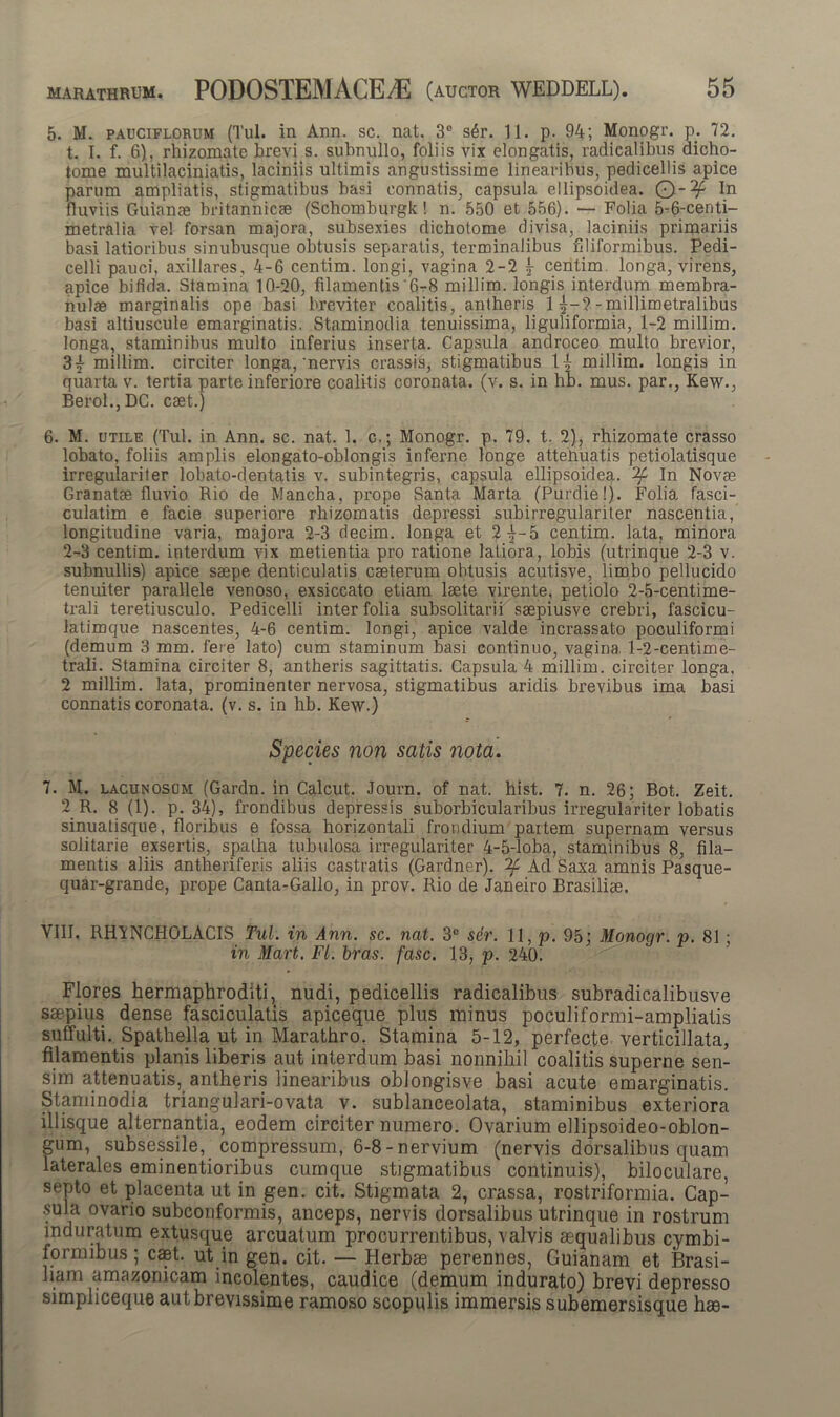 5. M. pauciflorum (Tui. in Ann. sc. nat. 3° s6r. 11. p. 94; Monogr. p; 72. t. I. f. 6), rhizomate brevi s. subnullo, foliis vix elongatis, radicalibus dicho- tome multilaciniatis, laciniis ultimis angustissime linearibus, pedicellis apice parum ampliatis, stigmatibus basi connatis, capsula ellipsoidea. O--^ In fluviis Guiame britannicse (Schomburgk! n. 550 et 556). — Folia 5-6-centi- metralia ve! forsan majora, subsexies dichotome divisa, laciniis primariis basi latioribus sinubusque obtusis separatis, terminalibus filiformibus. Pedi- celli pauci, axillares, 4-6 centim. longi, vagina 2-2 j centim longa, virens, apice bifida. Stamina 10-20, filamentis '6-8 millim. longis interdum membra- nulae marginalis ope basi breviter coalitis, antheris 1 £-2-millimetralibus basi altiuscule emarginatis. Staminodia tenuissima, liguliformia, 1-2 millim. longa, staminibus multo inferius inserta. Capsula androceo multo brevior, 3y millim. circiter longa,'nervis crassis, stigmatibus li millim. longis in quarta v. tertia parte inferiore coalitis coronata, (v. s. in hb. mus. par., Kew., Berol.,DC. caet.) 6. M. utile (Tul. in Ann. sc. nat. 1. c,; Monogr. p. 79. t. 2), rhizomate crasso lobato, foliis amplis elongato-oblongis inferne longe attehuatis petiolatisque irregulariter lobato-dentatis v. subintegris, capsula ellipsoidea. In Novae Granatae fluvio Rio de Mancha, prope Santa Marta (Purdielj. Folia fasci- culatim e facie superiore rhizomatis depressi subirregulariter nascentia, longitudine varia, majora 2-3 riecim. longa et 2^-5 centim. lata, minora 2-3 centim. interdum vix metientia pro ratione latiora, lobis (utrinque 2-3 v. subnullis) apice saepe denticulatis caeterum obtusis acutisve, limbo pellucido tenuiter parallele venoso, exsiccato etiam laete virente, petiolo 2-5-centime- trali teretiusculo. Pedicelli inter folia subsolitarii saepiusve crebri, fascicu- latimque nascentes, 4-6 centim. longi, apice valde incrassato poculiformi (demum 3 mm. fere lato) cum staminum basi continuo, vagina 1-2-centime- trali. Stamina circiter 8, antheris sagittatis. Capsula 4 millim. circiter longa. 2 millim. lata, prominenter nervosa, stigmatibus aridis brevibus ima basi connatis coronata, (v. s. in hb. Kew.) Species non satis nota. 7. M. lacunosum (Gardn. in Calcut. Journ. of nat. hist. 7. n. 26; Bot. Zeit. 2 R. 8 (1). p. 34), frondibus depressis suborbicularibus irregulariter lobatis sinuatisque, floribus e fossa horizontali frondium paitem supernam versus solitarie exsertis, spatha tubulosa irregulariter 4-5-loba, staminibus 8, fila- mentis aliis antheriferis aliis castratis (Gardner). Ad Saxa amnis Pasque- quar-grande, prope Canta-Gallo, in prov. Rio de Janeiro Brasiliae. VIII. RHVNCHOLACIS Tul. in Ann. sc. nat. 3° ser. 11, p. 95; Monogr. p. 81; in Mart. FI. bras. fasc. 13, p. 240. Flores hermaphroditi, nudi, pedicellis radicalibus subradicalibusve saepius dense fasciculatis apiceque plus minus poculiformi-ampliatis suffulti. Spathella ut in Marathro. Stamina 5-12, perfecte verticillata, filamentis planis liberis aut interdum basi nonnihil coalitis superne sen- sim attenuatis, antheris linearibus ohlongisve basi acute emarginatis. Staminodia triangulari-ovata v. sublanceolata, staminibus exteriora iliisque alternantia, eodem circiter numero. Ovarium ellipsoideo-oblon- gum, subsessile, compressum, 6-8-nervium (nervis dorsalibus quam laterales eminentioribus cumque stigmatibus continuis), biloculare, septo et placenta ut in gen. cit. Stigmata 2, crassa, rostriformia. Cap- sula ovario subconformis, anceps, nervis dorsalibus utrinque in rostrum induratum extusque arcuatum procurrentibus, valvis aequalibus cymbi- formibus; caet. ut in gen. cit. — Herbae perennes, Guianam et Brasi- liam amazonicam incolentes, caudice (demum indurato) brevi depresso simpliceque aut brevissime ramoso scopulis immersis subemersisque hae-