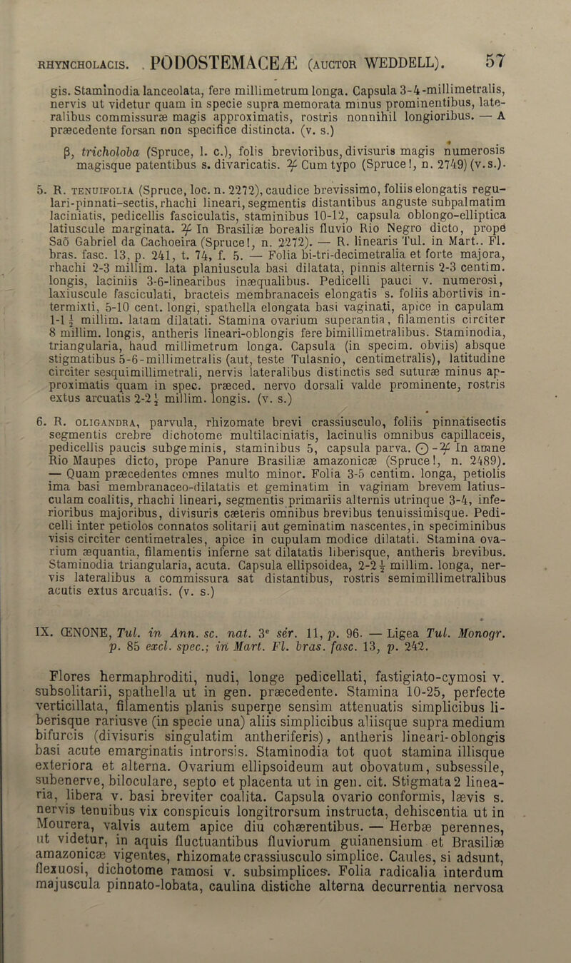 gis. Staminodia lanceolata, fere raillimetrum longa. Capsula 3-4-millimetralis, nervis ut videtur quam in specie supra memorata mmus prominentibus, late- ralibus commissurae magis approximatis, rostris nonnihil longioribus. — A praecedente forsan non specifice distincta, (v. s.) P, tricholoba (Spruce, 1. c.), folis brevioribus, divisuris magis numerosis magisque patentibus s. divaricatis. Cum typo (Spruce!, n. 2749) (v.s.). 5. R. tenuifolia. (Spruce, loc. n. 2272), caudice brevissimo, foliis elongatis regu- lari-pinnati-sectis, rhachi lineari, segmentis distantibus anguste subpalmatim laciniatis, pedicellis fasciculatis, staminibus 10-12, capsula oblongo-elliptica latiuscule marginata. In Brasiliae borealis fluvio Rio Negro dicto, prope Sao Gabriel da Cachoeira (Spruce!, n. 2272). — R. linearis Tui. in Mart.. FI. bras. fasc. 13, p. 241, t. 74, f. 5. — Folia bi-tri-decimetralia et forte majora, rhachi 2-3 millim. lata planiuscula basi dilatata, pinnis alternis 2-3 centim. longis, laciniis 3-6-linearibus inaequalibus. Pedicelli pauci v. numerosi, laxiuscule fasciculati, bracteis membranaceis elongatis s. foliis abortivis in- termixti, 5-10 cent. longi, spathella elongata basi vaginati, apice in capulam 1-11 millim. latam dilatati. Stamina ovarium superantia, filamentis circiter 8 millim. longis, antheris lineari-oblongis fere bimillimetralibus. Staminodia, triangularia, haud millimetrum longa. Capsula (in specim. obviis) absque stigmatibus 5-6-millimetralis (aut, teste Tulasnio, centimetralis), latitudine circiter sesquimillimetrali, nervis lateralibus distinctis sed suturae minus ap- proximatis quam in spec. praeced. nervo dorsali valde prominente, rostris extus arcuatis 2-21 millim. longis, (v. s.) 6. R. oligandra, parvula, rhizomate brevi crassiusculo, foliis pinnatisectis segmentis crebre dichotome multilaciniatis, lacinulis omnibus capillaceis, pedicellis paucis subgeminis, staminibus 5, capsula parva. O In amne Rio Maupes dicto, prope Panure Brasiliae amazonicae (Spruce!, n. 2489). — Quam praecedentes omnes multo minor. Folia 3-5 centim. longa, petiolis ima basi membranaceo-dilatatis et geminatim in vaginam brevem latius- culam coalitis, rhachi lineari, segmentis primariis alternis utrinque 3-4, infe- rioribus majoribus, divisuris caeteris omnibus brevibus tenuissimisque. Pedi- celli inter petiolos connatos solitarii aut geminatim nascentes,in speciminibus visis circiter centimetrales, apice in cupulam modice dilatati. Stamina ova- rium aequantia, filamentis inferne sat dilatatis liberisque, antheris brevibus. Staminodia triangularia, acuta. Capsula ellipsoidea, 2-2 ^ millim. longa, ner- vis lateralibus a commissura sat distantibus, rostris semimillimetralibus acutis extus arcuatis, (v. s.) IX. CENONE, Tui. in Ann. sc. nat. 3e ser. 11, p. 96. — Ligea Tui. Monogr. p. 85 exci, spec.; iri Mart. FI. bras. fasc. 13, p. 242. Flores hermaphroditi, nudi, longe pedicellati, fastigiato-cymosi v. subsolitarii, spathella ut in gen. praecedente. Stamina 10-25, perfecte verticillata, filamentis planis superne sensim attenuatis simplicibus li- berisque rariusve (in specie una) aliis simplicibus aliisque supra medium bifurcis (divisuris singulatim antheriferis), antheris lineari-oblongis basi acute emarginatis introrsis. Staminodia tot quot stamina illisque exteriora et alterna. Ovarium ellipsoideum aut obovatum, subsessile, subenerve, biloculare, septo et placenta ut in gen. cit. Stigmata2 linea- ria, libera v. basi breviter coalita. Capsula ovario conformis, laevis s. nervis tenuibus vix conspicuis longitrorsum instructa, dehiscentia ut in Mourera, valvis autem apice diu cohaerentibus. — Herbae perennes, ut videtur, in aquis fluctuantibus fluviorum guianensium et Brasiliae amazonicae vigentes, rhizomate crassiusculo simplice. Caules, si adsunt, flexuosi, dichotome ramosi v. subsimplices-. Folia radicalia interdum majuscula pinnato-lobata, caulina distiche alterna decurrentia nervosa