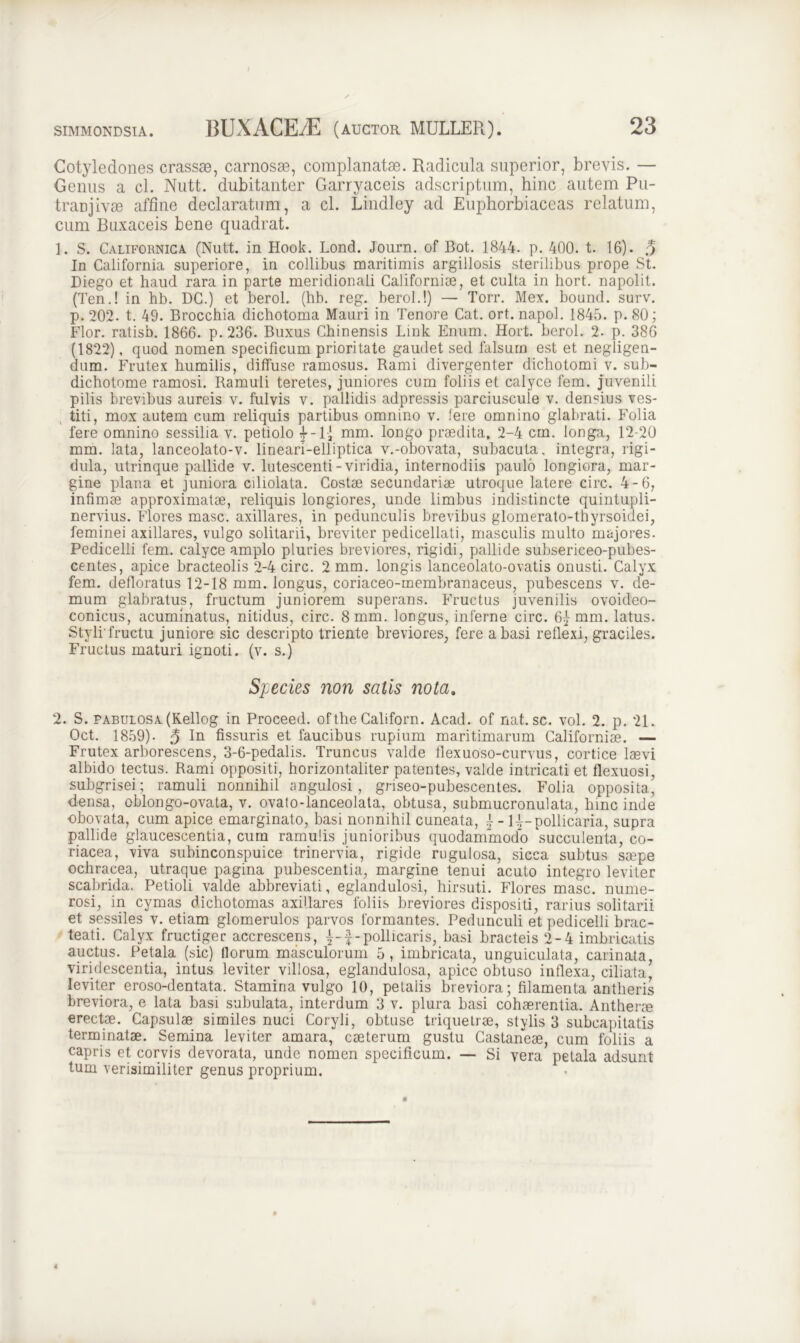 Cotyledones crassae, carnosae, complanatae. Radicula superior, brevis. — Genus a cl. Nutt. dubitanter Garryaceis adscriptum, hinc autem Pu- traDjivae affine declaratum, a cl. Lindley ad Euphorbiaceas relatum, cum Buxaceis bene quadrat. 1. S. Californica. (Nutt. in Hook. Lond. Journ. of Bot. 1844. p. 400. t. 16). 3 In California superiore, in collibus maritimis argillosis sterilibus prope St. Diego et haud rara in parte meridionali Californiae, et culta in hort. napolit. (Ten.! in hb. DC.) et berol. (hb. reg. berol.!) — Torr. Mex. bound. surv. p. 202. t. 49. Brocchia dichotoma Mauri in Tenore Cat. ort. napol. 1845. p. 80; Flor, ratisb. 1866. p.236. Buxus Chinensis Link Enum. Hort. berol. 2. p. 386 (1822), quod nomen specificum prioritate gaudet sed falsum est et negligen- dum. Frutex humilis, diffuse ramosus. Rami divergenter dichotomi v. sub- dichotome ramosi. Ramuli teretes, juniores cum foliis et calyce fem. juvenili pilis brevibus aureis v. fulvis v. pallidis adpressis parciuscuie v. demius ves- titi, mox autem cum reliquis partibus omnino v. Iere omnino glabrati. Folia fere omnino sessilia v. petiolo £-1* mm. longo praedita, 2-4 crn. longa, 12-20 mm. lata, lanceolato-v. lineari-elliptica v.-obovata, subacuta, integra, rigi- dula, utrinque pallide v. lutescenti-viridia, internodiis paulo longiora, mar- gine plana et juniora ciliolata. Costae secundariae utroque latere circ. 4-6, infimae approximatae, reliquis longiores, unde limbus indistincte quintupli- nervius. Flores masc. axillares, in pedunculis brevibus glomerato-thyrsoidei, feminei axillares, vulgo solitarii, breviter pedicellati, masculis multo majores. Pedicelli fem. calyce amplo pluries breviores, rigidi, pallide subsericeo-pubes- centes, apice bracteolis 2-4 circ. 2 mm. longis lanceolato-ovatis onusti. Calyx fem. defloratus 12-18 mm. longus, coriaceo-membranaceus, pubescens v. de- mum glabratus, fructum juniorem superans. Fructus juvenilis ovoideo- conicus, acuminatus, nitidus, circ. 8mm. longus, inferne circ. 6j mm. latus. Styli'fructu juniore sic descripto triente breviores, fere a basi reflexi, graciles. Fructus maturi ignoti, (v. s.) Species non salis nota. 2. S. pabulosa (Kellog in Proceed. ofthe Californ. Acad. of nat. sc. vol. 2. p. 21. Oct. 1859). 3 fissuris et faucibus rupium maritimarum Californiae. — Frutex arborescens, 3-6-pedalis. Truncus valde flexuoso-curvus, cortice laevi albido tectus. Rami oppositi, horizontaliter patentes, valde intricati et flexuosi, subgrisei; ramuli nonnihil angulosi, griseo-pubescentes. Folia opposita, densa, oblongo-ovata, v. ovato-lanceolata, obtusa, submucronulata, lnnc inde obovata, cum apice emarginato, basi nonnihil cuneata, j -1^-pollicaria, supra pallide glaucescentia, cum ramulis junioribus quodammodo succulenta, co- riacea, viva subinconspuice trinervia, rigide rugulosa, sicca subtus saepe ochracea, utraque pagina pubescentia, margine tenui acuto integro leviter scabrida. Petioli valde abbreviati, eglandulosi, hirsuti. Flores masc. nume- rosi, in cymas dichotomas axillares foliis breviores dispositi, rarius solitarii et sessiles v. etiam glomerulos parvos formantes. Pedunculi et pedicelli brac- teati. Calyx fructiger accrescens, £-pollicaris, basi bracteis 2-4 imbricatis auctus. Petala (sic) (lorum masculorum 5, imbricata, unguiculata, carinata, viridescentia, intus leviter villosa, eglandulosa, apico obtuso inflexa, ciliata, leviter eroso-dentata. Stamina vulgo 10, petalis breviora; filamenta antheris breviora, e lata basi subulata, interdum 3 v. plura basi cohaerentia. Antherae erectae. Capsulae similes nuci Coryli, obtuse triquetrae, stylis 3 subcapitatis terminatae. Semina leviter amara, caeterum gustu Castaneae, cum foliis a capris et corvis devorata, unde nomen specificum. — Si vera petala adsunt tum verisimiliter genus proprium.