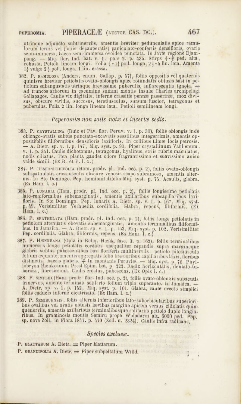 utrinque adjuncto subtrinerviis, amentis breviter pedunculatis apice ramu- lorum ternis vel (foliis depauperatis) paniculato-confertis densifloris, ovario semi-immerso, bacca semi-immersa ovoidea punctata. In Javae regione Djam- pang. — Miq. flor. Ind. bat. v. 1. pars 2. p. 435. Stirps £-£ ped. alta, robusta. Petioli lineam longi. Folia ^ - 1^ poli, longa, 2j-4lin. lata. Amenta 1£ vulgo 2 ) poli, longa, 1 lin. crassa. 382. P. ramulosa (Anders. enum. Gallap. p. 57), foliis oppositis vel quaternis quinisve breviter petiolatis ovato-oblongis apice rotundatis obtusis basi in pe- tiolum subangustatis utrinque brevissime puberulis, inflorescentia ignota. — Ad truncos arborum in cacumine summi montis insulse Charles archipelagi Gallapagos. Caulis vix digitalis, inferne crassitie pennae passerinae, mox divi- sus, obscure viridis, succosus, teretiusculus, sursum fuscior, tetragonus et puberulus. Folia 2 lin. longa lineam lata. Petioli semilineam longi. Peperomiae non satis notae et incertae sedis. 383. P. crystallina (Ruiz et Pav. flor. Peruv. v. 1. p. 30), foliis oblongis inde oblongo-ovatis subtus punctato-excavatis sessilibus integerrimis, amentis op- positifoliis filiformibus densifloris laxifloris. In collibus Limae locis petrosis. — A. Dietr. sp. v. 1. p. 147, Miq. syst. p. 90. Piper crystallinum Vahl enum. v. 1. p. 341. Caulis dichotomus, tetragonus, hyalinus, striis rubris maculatus, nodis ciliatus. Tota planta gaudet odore fragrantissimo et suavissimo aniso valde simili. (Ex R. et P. 1. c.) 387. P. hemionitidifolia (Ham. prodr. pl. Ind. occ. p. 2), foliis ovato-oblongis subspathulatis crassiusculis obscure venosis scapo subramoso, amentis alter- nis. In Sto Domingo. Pep. hemionitidifolia Miq. syst. p. 75. Acaulis, glabra. (Ex Ham. 1. c.) 385. P. lunaria (Ham. prodr. pl. Ind. occ. p. 2), foliis longissime petiolatis lato-reniformibus subemarginatis, amentis axillaribus subcapillaribus laxi- floris. In Sto Domingo. Pep. lunaris A. Dietr. sp. v. 1. p. 167, Miq. syst. p. 49. Verisimiliter Verhuellia cordifolia. Glabra, repens, filiformis. (Ex Ham. 1. c.) 386. P. spathulata (Ham. prodr. pl. Ind. occ. p. 2), foliis longe petiolatis in petiolum attenuatis obovatis subemarginatis, amentis terminalibus filiformi- bus. In Jamaica. — A. Dietr. sp. v. 1. p. 153, Miq. syst. p. 102. Verisimiliter Pep. cordifolia. Glabia, filiformis, repens. (Ex Ham. 1. c.) 387. P. H^nkeana (Opiz in Reliq. Haenk. fasc. 3. p. 162), foliis terminalibus numerosis longe petiolatis cordatis inaequaliter repandis supra margineque glabris subtus pubescentibus basi floriferis multinerviis, petiolo pilosiusculo folium aequante, amentis aggregatis folio brevioribus capillaribus laxis, floribus distinctis, baccis glabris. in montanis Peruvise. — Miq. syst. p. 76. Phyl- lobryon Haenkeanum Presl Epim. bot. p. 222. Radix horizontalis, dentato-tu- berosa, fibrosissima. Caulis erectus, pubescens. (Ex Opiz 1. c.) 388. P. simplex (Ham. prodr. flor. Ind. occ. p. 2), foliis ovato-oblongis subacutis trinerviis, amento terminali solit udo folium triplo superante. Iii Jamaica. — A. Dietr. sp. v. 1. p. 152, Miq. syst. p. 101. Glabra, caule erecto simplici foliis caducis inferne cicatrisato. (Ex Ham. 1. c.) 389. P. Semiruensis, foliis alternis inferioribus lato-suborbicularibus superiori- bus ovalibus vel ovatis obtusis laevibus margine apicem versus ciliolatis quin- quenerviis, amentis axillaribus terminalibusque solitariis petiolo duplo longio- ribus. In graminosis montis Semiru prope Widodarin ait. 6000 ped. P^p. sp. nova Zoll. in Flora 1847. p. 470 (Zoll. n. 2324). Caulis infra radicans. Species exclusae. P. blattarum A. Dietr. = Piper blattarum. P. grandifolia A. Dietr. = Piper subpeltatum Willd,