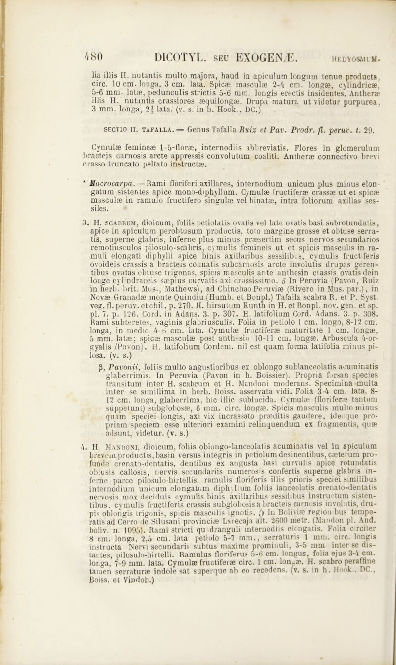 481) HEDYOSMLM. DICOTYL. seu EXOGEN/E. lia illis H. nutantis mullo majora, haud in apiculum longum tenue producta, circ. 10 cm. longa, 3 cm. lata. Spicae masculae 2-4 cm. longae, cylindricae! 5-6 mm. latae, pedunculis strictis 5-6 mm. longis erectis insidentes. Antherae illis H. nutantis crassiores aequilongae. Drupa matura ut videtur purpurea, 3 mm. longa, 2| lata. (v. s. in h. Hook., DC.) sectio ii. tafalla. — Genus Tafalia Ruiz et Pav. Prodr. fi. peruv. t. 29. Cymulae femineae 1-5-florae, internodiis abbreviatis. Flores in glomerulum bracteis carnosis arcte appressis convolutum coaliti. Antherae connectivo brevi crasso truncato peltato instructae. * Macrocarpa. — Rami floriferi axillares, internodium unicum plus minus elon- gatum sistentes apice mono-diphyllum. Cymulae fructiferae crassae ut et spicae masculae in ramulo fructifero singulae vel binatae, intra foliorum axillas ses- siles. 3. H. scabrum, dioicum, foliis petiolatis ovatis vel late ovatis basi subrotundatis, apice in apiculum perobtusum productis, toto margine grosse et obtuse serra- tis, superne glabris, inferne plus minus praesertim secus nervos secundarios remotiusculos piiosulo-scabris, cymulis femineis ut et spicis masculis in ra- muli elongati diphylli apice binis axillaribus sessilibus, cymulis fructiferis ovoideis crassis a bracteis connatis subcarnosis arcte involutis drupas geren- tibus ovatas obtuse trigonas, spicis masculis ante anthesin ciassis ovatis dein longe cylindraceis saepius curvatis axi crassissimo. 5 In Peruvia (Pavon, Ruiz in herb. brit. Mus., Mathews), ad ChinchaoPeruviae (Rivero in Mus. par.), in Novae Granadae monte Quindiu (Humb. et Boupl.) Tafaila scabra R. et P. Syst. veg. fl.peruv. etchil. p. 270. H. hirsutum Kunth in H. et Bonpl. nov. gen. et sp. pl. 7. p. 126, Cord. in Adans. 3. p. 307. H, latifolium Cord. Adans. 3. p. 308. Rami subteretes, vaginis glabriusculis. Folia in petiolo 1 cm. longo, 8-12 cm. longa, in medio 4 E cm. lata. Cymulae fructiferae maturitate 1 cm. longae. 5 mm. latae; spicae masculae post anthesin 10-11 cm. longae. Arbuscula 4-or- gyalis (Pavon). H. latifolium Cordem. nil est quam forma latifolia minus pi- losa. (v. s.) P, Pavonii, foliis multo angustioribus ex oblongo sublanceolatis acuminatis glaberrimis. In Peruvia (Pavon in h. Boissier). Propria forsan species transitum inter H. scabrum et H. Mandoni moderans. Specimina multa inter se simillima in herb. Boiss. asservata vidi. Folia 3 -4 cm. lata, 8- 12 cm. longa, glaberrima, hic illic sublucida. Cymulae (floriferae tantum suppetunt) subglobosae, 6 mm. circ. longae. Spicis masculis mullo minus quam speciei longis, axi vix incrassato praeditis gaudere, ide< que pro- priam speciem esse ulteriori examini relinquendum ex fragmentis, quae adsunt, videtur, (v. s.) 4. H Mandoni, dioicum, foliis oblongo-lanceolatis acuminatis vel in apiculum brevem productis, has in versus integris in petiolum desinentibus, caeterum pro- funde crenato-dentatis, dentibus ex angusta basi curvuhs apice rotundatis obtusis callosis, nervis secundariis numerosis confertis superne glabris in- ferne parce pilosulo-hirtellis, ramulis floriferis illis prioris speciei similibus internodium unicum elongatum dipli l um foliis lanceolatis crenato-dentatis nervosis mox deciduis cymulis binis axillaribus sessilibus instructum sisten- tibus. cymulis fructiferis crassis subglobosis a bracteis carnosis invol atis, dru- pis oblongis trigonis, spicis masculis ignotis. () In Boliviae regionibus tempe- ratis ad Cerro de Silusani provinciae Larecaja ait. 2600 metr. (Mandon pl. And. boliv. n. 1095). Rami stricti quidranguli internodiis elongatis. Folia c rciter 8 cm. longa, 2,5 cm. lata petiolo 5-7 mm., serraturis l mm. circ. longis instructa Nervi secundarii subtus maxime prominuli, 3-5 mm inter se dis- tantes, pilosulo-hirtelli. Ramulus floriferus 5-6 cm. longus, folia ejus 3-4 cm. longa, 7-9 mm. lata. Cymulae fructiferae circ. 1 cm. lon_ae. H. scabro peraftine tamen serraturae indole sat superque ab eo recedens, (v. s. in h. Hook . RC., Boiss. et Vindob.)