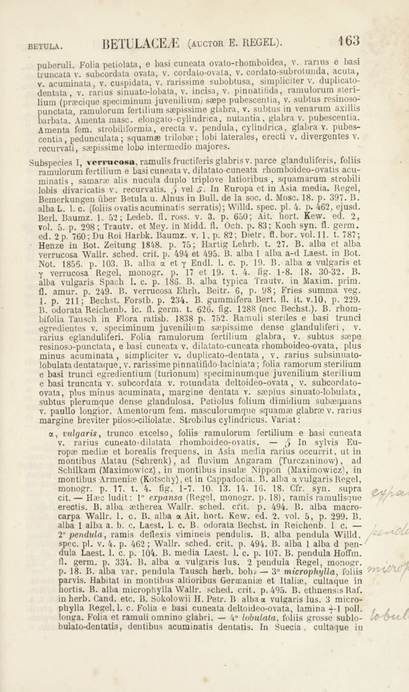 puberuli. Folia petiolata, e basi cuneata ovato-rhomboidea, v. rarius e basi truncata v. subcordata ovata, v. cordato-ovata, v. cordato-subrotunda, acuta, v. acuminata, v. cuspidata, v. rarissime subobtusa, simpliciter v. duplicato- dentata, v. rarius sinuato-lobata, v. incisa, v. pinnatifida, ramulorum steri- lium (praecique speciminum juvenilium; saepe pubescentia, v. subtus resinoso- punctata, ramulorum fertilium saepissime glabra, v. subtus in venarum axillis barbata. Amenta masc. elongato-cylindrica, nutantia, glabra v. pubescentia. Amenta fem. strobiliformia, erecta v. pendula, cylindrica, glabra v. pubes- centia, pedunculata; squamae trilobae; lobi laterales, erecti v. divergentes v. recurvati, saepissime lobo intermedio majores. Subspecies I, verrucosa, ramulis fructiferis glabris v. parce glanduliferis, foliis ramulorum fertilium e basi cuneata y. dilatato-cuneata rhomboideo-ovatis acu- minatis , samarae alis nucula duplo triplove latioribus , squamarum strobili lobis divaricatis v. recurvatis. $ vel 5. In Europa et in Asia media. Regel, Bemerkungen uber Betula u. Alnus in Bull. de la soc. d. Mose. 18. p. 397. B. albaL. 1. c. (foliis ovatis acuminatis serratis); Willd. spec. pl. 4. p. 462, ejusd. Berl. Baumz. 1. 52; Ledeb. fl. ross. v. 3. p. 650; Ait. hort. Kew. ed. 2, vol. 5. p. 298 ; Trautv. et Mey. in Midd. fl. Och. p. 83; Koch syn. fl. germ. ed. 2 p. 760; Du Roi Harbk. Baumz. v. 1, p. 82; Dietr. fl.bor. vol.11. t. 787; Henze in Bot. Zeitung 1848. p. 75; Hartig Lehrb. t. 27. B. alba et alba verrucosa Wallr. sched. erit. p. 494 et 495. B. alba l alba a-d Laest. in Bot. Not. 1856. p. 103. B. alba a et y Endl. 1. c. p. 19. B. alba a vulgaris et y verrucosa Regel, monogr. p. 17 et 19. t. 4. fig. 1-8. 18. 30-32. B. alba vulgaris Spacli 1. c. p. 186. B. alba typica Trautv. in Maxim, prim. fl. amur. p. 249. B. verrucosa Ehrh. Beitr. 6, p. 98; Fries summa veg. 1. p. 211; Bechst. Forstb. p. 234. B. guramifera Bert. fl. it. v.10, p. 229. B. odorata Reichenb. ic. fl. germ. t. 626. fig. 1288 (nec Bechst.). B. rhorn- bifolia Tausch in Flora ratisb. 1838 p. 752. Ramuli steriles e basi trunci egredientes v. speciminum juvenilium saepissime dense glanduliferi, v. rarius eglanduliferi. Folia ramulorum fertilium glabra, y. subtus saepe resinoso-punctata, e basi cuneata v. dilatato-cuneata rhomboideo-ovata, plus minus acuminata, simpliciter v. duplicato-dentata, v. rarius subsinuato- lobulata dentataque, v. rarissime pinnatifido-laciniata; folia ramorum sterilium e basi trunci egredientium (turionum) speciminumque juvenilium sterilium e basi truncata v. subcordata v. rotundata deltoideo-ovata, v. subcordato- ovata, plus minus acuminata, margine dentata v. stepius sinuato-lobulata, subtus plerumque dense glandulosa. Petiolus folium dimidium subsequans v. paullo longior. Amentorum fem. masculorumque squamae glabrae v. rarius margine breviter piloso-ciliolatse. Strobilus cylindricus. Variat: a, vulgaris, trunco excelso, foliis ramulorum fertilium e basi cuneata v. rarius cuneato-dilatata rhomboideo-ovatis. — c5 In sylvis Eu- ropae mediae et borealis frequens, in Asia media rarius occurrit, ut in montibus Alatau (Schrenk), ad fluvium Angaram (Turczaninow), ad Schilkam (Maximowicz), in montibus insulae Nippon (Maximowicz), in montibus Armeniae (Kotschy), et in Cappadocia. B. alba a vulgaris Regel, monogr. p. 17. t. 4. fig. 1-7. 10. 13. 14. 16. 18. Cfr. syn. supra cit. — Haec ludit: 1° expansa (Regel, monogr. p. 18), ramis ramulisque erectis. B. alba aetherea Wallr. sched. erit, p. 494. B. alba macro- carpa Wallr. 1. c. B. alba a Ait. hort. Kew. ed. 2. vol. 5, p. 299. B. alba 1 alba a. b. c. Laest. 1. c. B. odorata Bechst. in Reichenb. 1 c. — 2° pendula, ramis deflexis vimineis pendulis. B. alba pendula Willd. spec. pl. v. 4. p. 462; Wallr. sched. erit. p. 494. B. alba 1 alba d pen- dula Laest. 1. c. p. 104. B. media Laest. 1. c. p. 107. B. pendula Hoffm. fl. germ. p. 334. B. alba a vulgaris lus. 2 pendula Regel, monogr. p. 18. B. alba var. pendula Tausch herb. boh.- — 3° microphylla, foliis r/i parvis. Habitat in montibus altioribus Germanire et Italiae, cultaque in hortis. B. alba microphylla Wallr. sched. erit. p. 495. B. ethnensis Raf. in herb. Cand. etc. B. Sokolowii H. Petr. B alba a vulgaris lus. 3 micro- phylla Regel, 1. c. Folia e basi cuneata deltoideo-ovata, lamina 4-1 poli. / longa. Folia et ramuli omnino glabri. — 4° lobulata, foliis grosse sublo- . bulato-dentatis, dentibus acuminatis dentatis. In Suecia, cultaque in