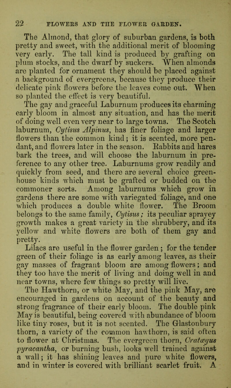 The Almond, that glory of suburban gardens, is both pretty and sweet, with the additional merit of blooming very early. The tall kind is produced by grafting on plum stocks, and the dwarf by suckers. When almonds are planted for ornament they should be placed against a background of evergreens, because they produce their delicate pink flowers before the leaves come out. When so planted the effect is very beautiful. The gay and graceful Laburnum produces its charming early bloom in almost any situation, and has the merit of doing well even very near to large towns. The Scotch laburnum, Cytisns Alpinus, has finer foliage and larger flowers than the common kind; it is scented, more pen- dant, and flowers later in the season. Rabbits and hares bark the trees, and will choose the laburnum in pre- ference to any other tree. Laburnums grow readily and quickly from seed, and there are several choice green- house kinds which must be grafted or budded on the commoner sorts. Among laburnums which grow in gardens there are some with variegated foliage, and one which produces a double white flower. The Broom belongs to the same family, Cytisus; its peculiar sprayey growth makes a great variety in the shrubbery, and its yellow and white flowers are both of them gay and pretty. Lilacs are useful in the flower garden ; for the tender green of their foliage is as early among leaves, as their gay masses of fragrant bloom are among flowers; and they too have the merit of living and doing well in and near towns, where few things so pretty will live. The Hawthorn, or white May, and the pink May, are encouraged in gardens on account of the beauty and strong fragrance of their early bloom. The double pink May is beautiful, being covered with abundance of bloom like tiny roses, but it is not scented. The Glastonbury thorn, a variety of the common hawthorn, is said often to flower at Christmas. The evergreen thorn, Cratcegus pyracantha, or burning bush, looks well trained against a wall; it has shining leaves and pure white flowers, and in winter is covered with brilliant scarlet fruit. A