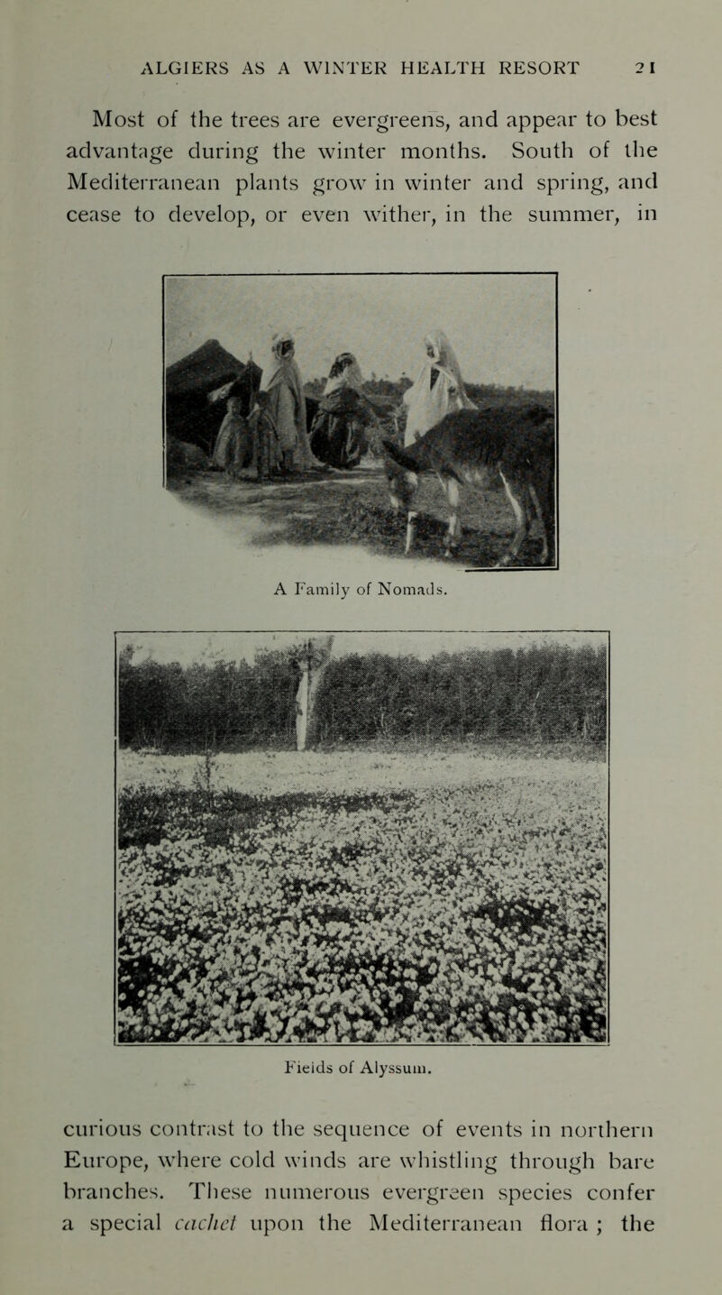 Most of the trees are evergreens, and appear to best advantage during the winter months. South of the Mediterranean plants grow in winter and spring, and cease to develop, or even wither, in the summer, in A Family of Nomads. Fieids of Alyssum. curious contrast to the sequence of events in northern Europe, where cold winds are whistling through bare branches. These numerous evergreen species confer a special cachet upon the Mediterranean flora ; the