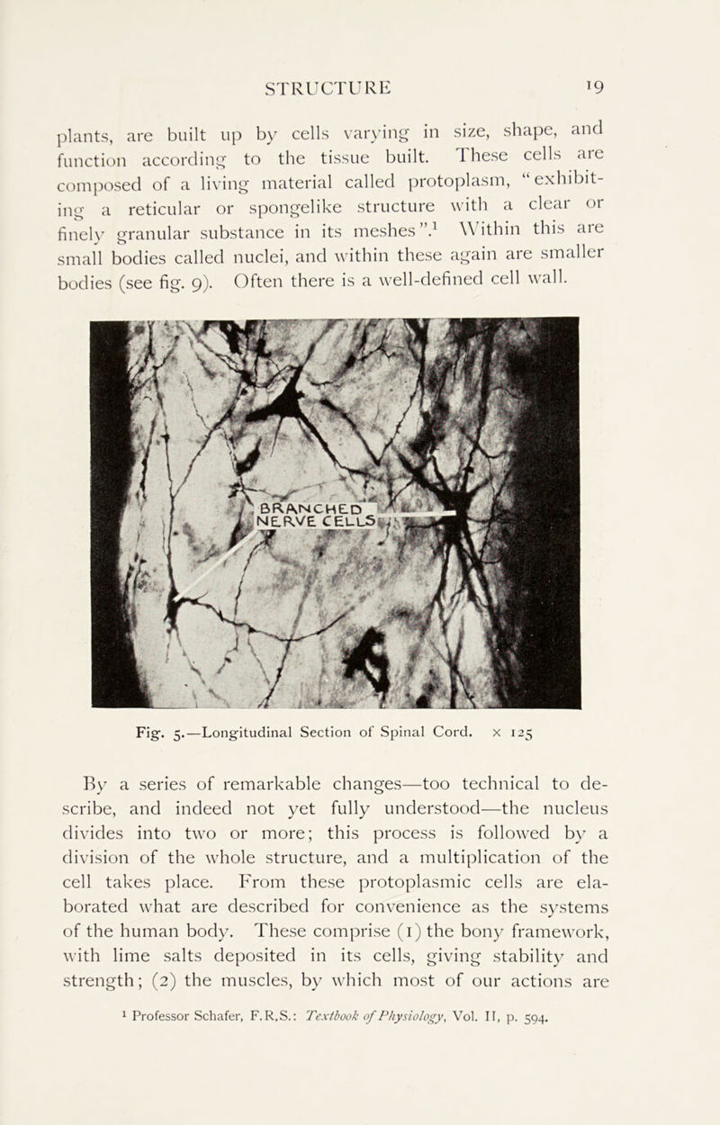 plants, are built up by cells varying in size, shape, and function according to the tissue built. These cells are composed of a living material called protoplasm, “ exhibit- ing a reticular or spongelike structure with a cleai or finely granular substance in its meshes”.1 Within this <11 e small bodies called nuclei, and within these again are smaller bodies (see fig. 9). Often there is a well-defined cell wall. Fig'. 5.—Longitudinal Section of Spinal Cord. x 125 By a series of remarkable changes—too technical to de- scribe, and indeed not yet fully understood—the nucleus divides into two or more; this process is followed by a division of the whole structure, and a multiplication of the cell takes place. From these protoplasmic cells are ela- borated what are described for convenience as the systems of the human body. These comprise (1) the bony framework, with lime salts deposited in its cells, giving stability and strength; (2) the muscles, by which most of our actions are