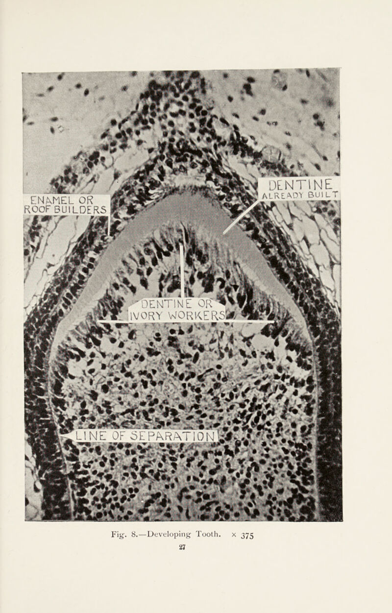 ^DENTINE IVORY WORKERS* LINE OF 5EPA.R/\TI0Nuif ENMiEL OR ROOF BUILDERS Nl DENTINE already Built Fig. 8. — Developing- Tooth. x 375