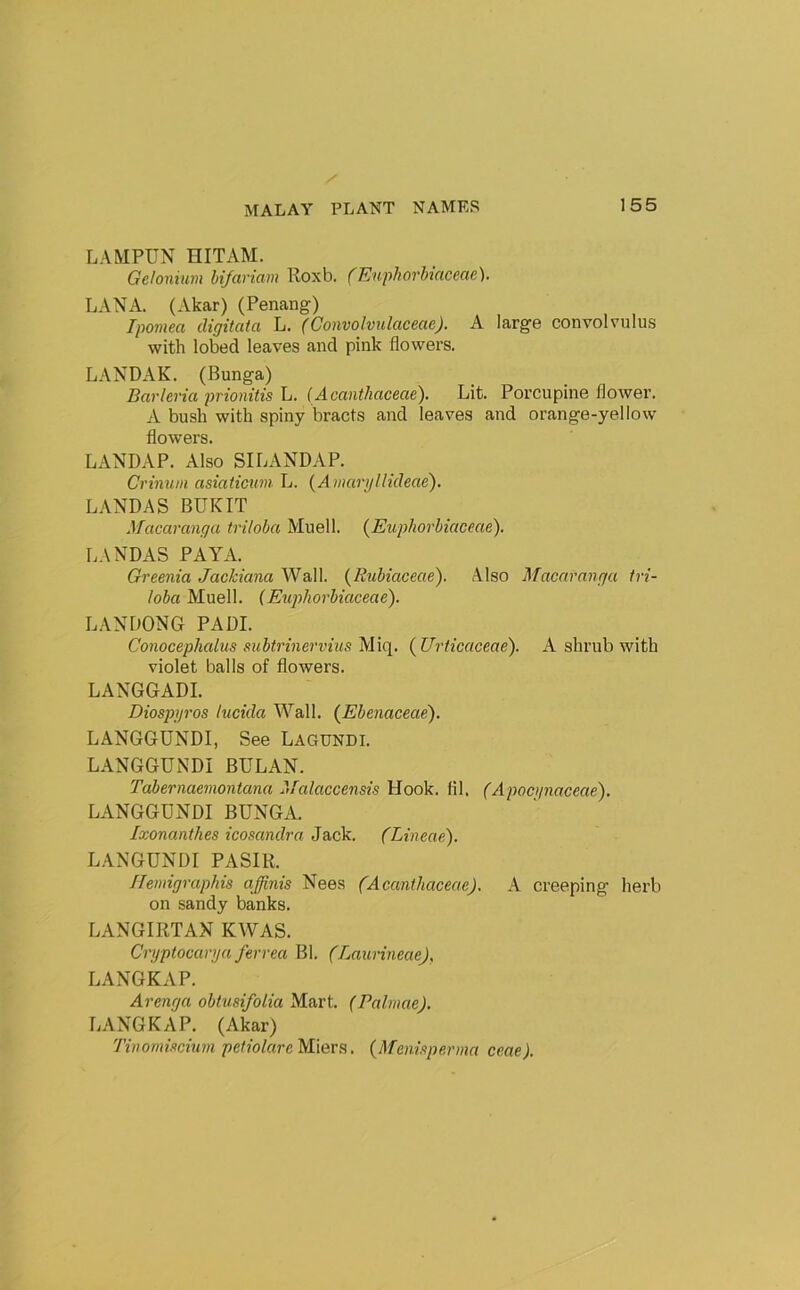 LAMPUN HITAM. Gelonium hifariam Roxb. (Euphorbiaceae). LANA. (Akar) (Penang) Ipomea digitata L. (Convolvulaceae). A large convolvulus with lobed leaves and pink flowers. LANDAK. (Bunga) Bavleria prionitis L. (Acanthcieecie). Lit. Porcupine flower. A bush with spiny bracts and leaves and orange-yellow flowers. LANDAP. Also SILANDAP. Crinuin asiaticnm L. {AntaryIlideae). LANDAS BUKIT Macaranga triloba Muell. {Euphorbiaceae). LA NBAS PAYA. Greenia Jackiana Wall. {Rubiaceae). Also Macaranga tri- loba Muell. {Euphorbiaceae). LANDONG PADI. Conocephalus subtrinervius Miq. {Urticaceae). A shrub with violet balls of flowers. LANGGADI. Diospyros lucida Wall. {Ebenaceae). LANGGUNDI, See Lagundi. LANGGUNDI BULAN. Tabernaemontana 'tfalaccensis Hook. til. (Apoctpiaceae). LANGGUNDI BUNGA. Ixonanthes icosandra Jack. (Lineae). LANGUNDI PASIR. ITemigraphis affinis Nees (Acanthaceae). A creeping herb on sandy banks. LANGIRTAN KWAS. Cryptocarya ferrea Bl. (Laurineae), LANGKAP. Arenga obtusifolia Mart. (Palmae), LANGKAP. (Akar) Tinonmcium Miers. {Menieperma ceae).