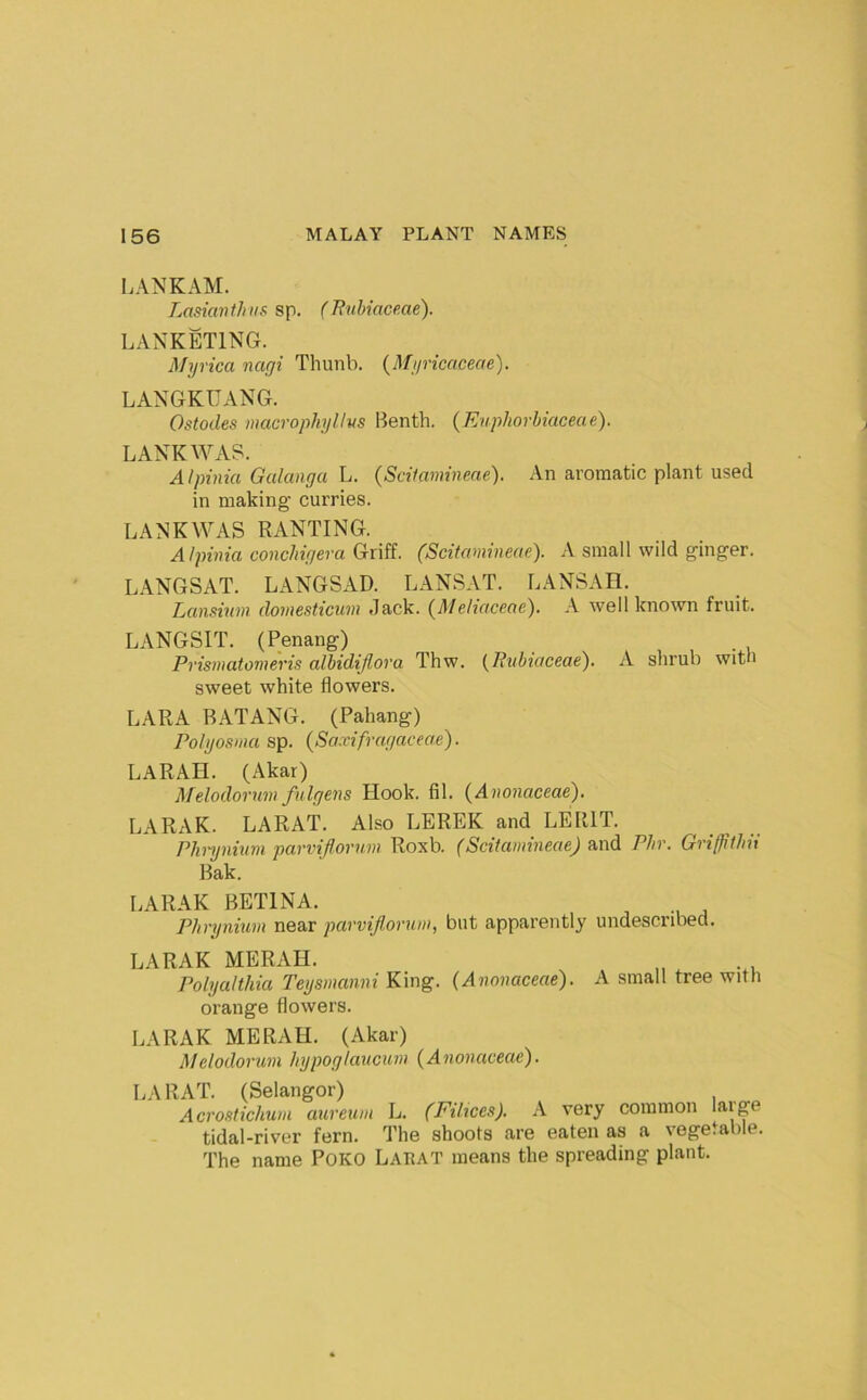 LANKAM. LasknitJni$ sp. (Ruhiace.ae). LANKETING. Myrica nagi Thunb. {Myricaceae). LANGKUANG. Ostodes macrophylivs Benth. (Enphorhiaceae). LANK WAS. Alpinia Galanga L. {Scilamineae). An aromatic plant used in making curries. LANKWAS RANTING. Alpinia conchigera Griff. (Scilamineae). A small wild ginger. LANGSAT. LANGSAD. LANS.Vf. LANSAH. Lan.’thini domesticum Jack. (^Mehaceae). A well known fruit. LANGSIT. (Penang) Prismatomeris alhidijlora Thw. {Pvhiaceae). A shrub with sweet white flowers. LARA BATANG. (Pahang) Polyosma sp. (Saxifragaceae). LARAIl. (Akar) Melodorum fitlgens Hook. fil. {Anonaceae). LARAK. LARAT. Also LEREK and LERIT. PJmynhtm parviflorum Roxb. (Scilamineae) and Phr. Griffilhii Bak. LARAK BETINA. Phrynium near parviflorum, but apparently undescnbed. LARAK MERAH. Polyalthia Teysmanni King. (Anonaceae). A small tree with orange flowers. LARAK MERAH. (Akar) Melodorum hypoglaucum (Anonaceae). LARAT. (Selangor) Acromichurn aureuni L. (Filices). A very common large tidal-river fern. The shoots are eaten as a vegetable. The name POKO Laeat means the spreading plant.