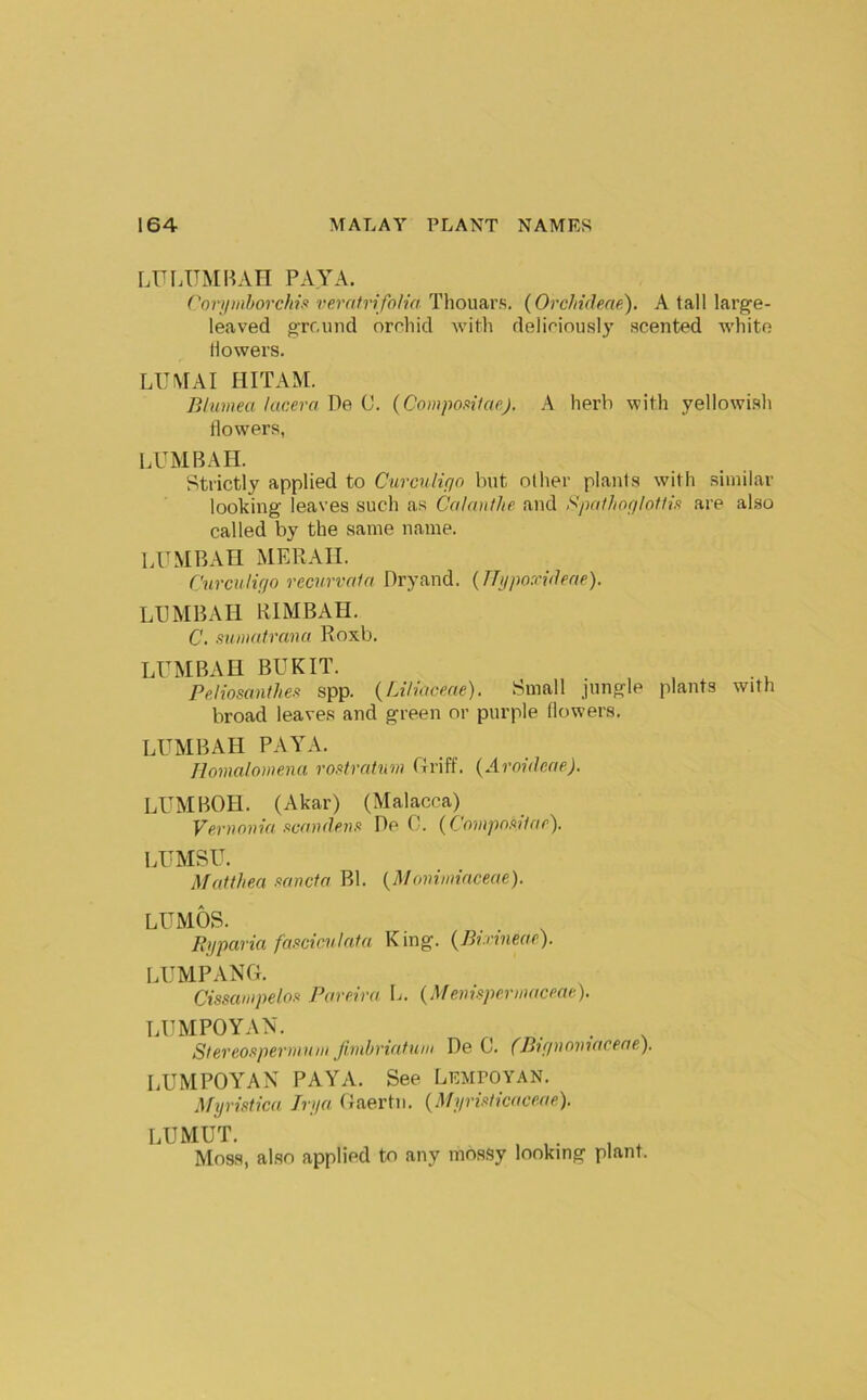 LUl.UMBAn PAYA. CorJiiiihorchifi verntrifolia Thouars. (Orclndeae). A tall larg’e- leaved grcund orrliid with deliriously scented white flowers. LUMAI HITAM. Bhimea lacera De C. (Compo.oilaej. A herb with yellowish Howlers, LUMBAII. Strictly applied to Ciircnlifin but other plants with similar looking leaves such as Calan/he and Spaf/iotjloflifi are also called by the same name. LUMBAH MERAII. Curculifjo recurved a Dryand. {TTypoxvleae). LUMBAIl RIMBAH. C. suDintrana Roxb. LUMBAU BUKIT. Peliosanthefi spp. {/Jh'aceae). Small jungle plants with broad leaves and green or purple (lowers, LUMBAH PAYA. Jlomalomenu rontrahm Griff. {AroulecieJ. LUMBOH. (Akar) (Malacca) Veruouia mwdem De 0. {CnmpnnHfir), LFMSU. Matthea mneta Bl. {Moniiinncecie). LIJMOS. Rjjparia famevinfa King. {Bi.rmeae). LUMPANG. Cissanipelof^ Pareira li. {Meimpermaceae), LUMPOYAN. Stereofiperuiuiii fiiuhriediuu De C. (Birinomacene). LUMPOYAN PAYA. See Lempoyan. Myristica Irya Gaertn. {Myridkeiceae). LUMUT. Moss, also applied to any mossy looking plant.