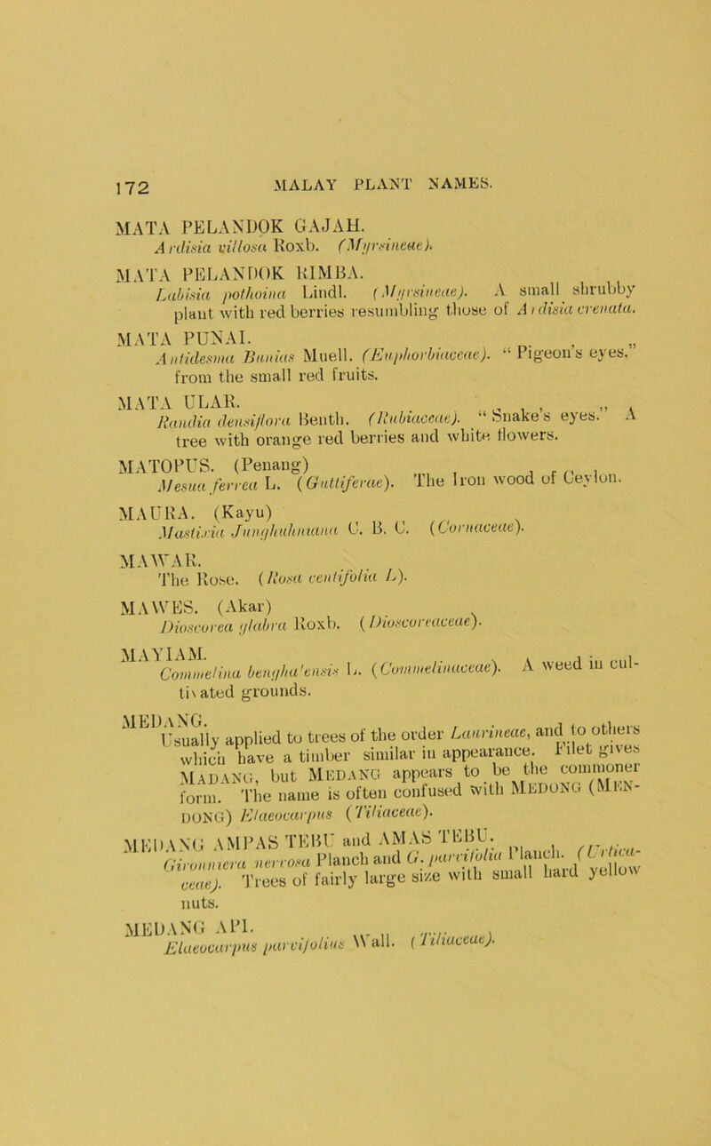 MATA PELANDOK GAJAH. Ardisia villom Koxb. (Murnncac). MATA PEEANDOK PIMBA. Laljii^iii pothoina Lindl. (M;/ri<tiicue). A sinall^ abrubby plant with red berries resumblinj^ Miose of A i diaia cremita. MATA PUNAI. Antidesmu Baiim Miiell. (Enphovlmcme). “ I igeou s eyes, fi’om the small red fruits. MATA ULAK. . , Jhtudia denetiflova Beiitli. (llabiaceae). “Snakes ejes. A tree with orange red berries and white Mowers. MATOPUS. (Penang) , c i „ Mesuaferrea L. (Gutliferae). ’ilie Iron wood of Ceylon. MAURA. (Kayu) Madi.ria Junfihuhniana C. B. C. (toniaceae). MAM'AK. The Rose. (/.’e«£ ccnlifoha L). MAWES. (Akar) J)i(iftcurea t/labra Roxb. {I)iufcui’cuccaep ben<iha’tim--< C. {Commelinaccae). A weed in cul- tivated grounds. applied to trees of the order iMurineac, and to others wl.i4 have a timber similar in appearance. I'llet gives MaD-VNG, but jMicdaNG appears to be the commonei form. The name is often confused with MedoNG (Men- liONG) Elaeucurpiis (7 ili(tveac). MEDANl^ AM]U\S TEBU and A MAS Ch annicm nerrosa Planch and U.parnluha I lancli. ( ^ ccaej. Trees of fairly large size with small hard yellow nuts. MEUANG API. Elaeocurpun pur i-'i/uHua Wall, {liliuccatj.