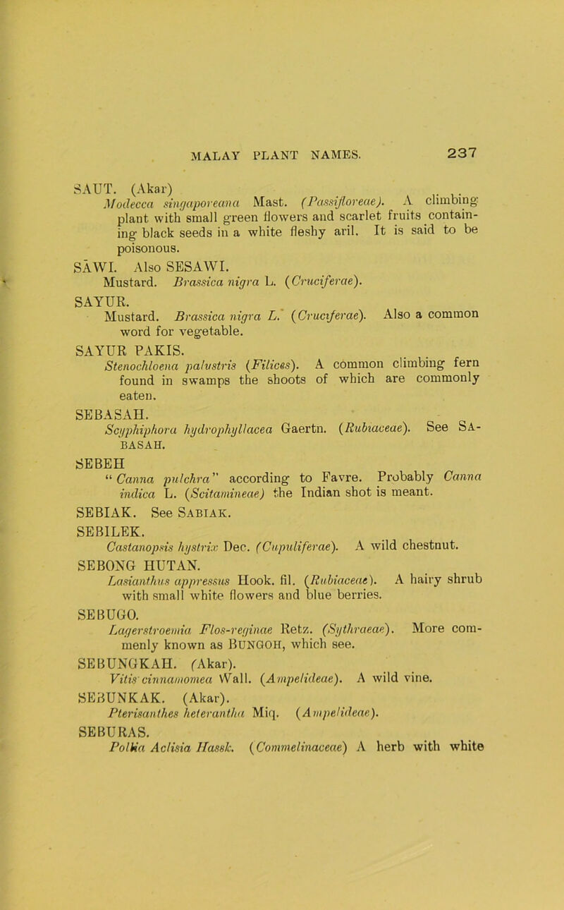 SAUT. (Akar) Modecca singaporean a Mast. (Passifloreae). A climbing plant with small green flowers and scarlet fruits contain- ing black seeds in a white fleshy aril. It is said to be poisonous. SAWI. Also SESAWI. Mustard. Brassica nigra L. {Cruciferae). SAYUR. Mustard. Brassica nigra L. (Cruciferae). Also a common word for vegetable. SAYUR PARIS. Stenochloena paivstris (Filices). A common climbing fern found in swamps the shoots of which are commonly eaten. SEBASAH. Sojphiphora hydrophgllacea Gaertn. (Rubiaceae). See Sa- BASAH. SEBEH Canna pulchra” according to Favre. Probably Canna indica L. (^Scitamineae) the Indian shot is meant. SEBIAK. See Sabiak. SEBILEK. Castanopsis hgstrix Dee. (Citpidiferae). A wild chestnut. SEBONG HUTAN. Lasianfhus appressus Ilook. fil. {Rubiaceae). A hairy shrub with small white flowers and blue berries. SEBUGO. Lagerstroemia Flos-reginae Retz. (Sythraeae), More com- menly known as Bungoh, which see. SEBUNGKAH. ^Akar). Vitis'cinnamomea VVall. (^Anipelideae). A wild vine. SEBUNKAK. (Akar). Plerisanthes heterantha Miq. (^Arnpelideae). SEBURAS. PolUa AcHsia Hassle. {Comnielinaceae) A herb with white