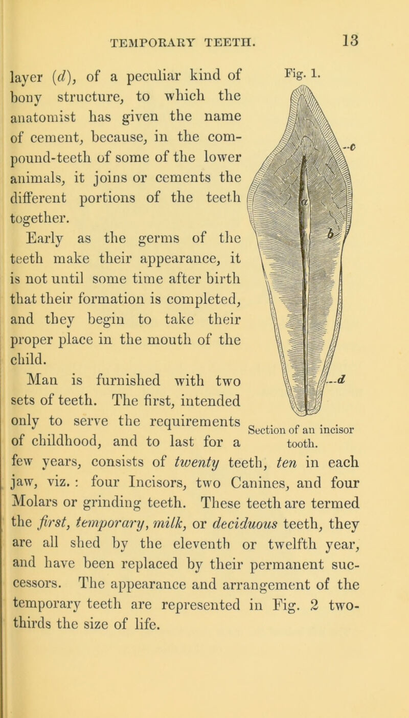 layer [cl), of a peculiar kind of bony structure, to whicli the anatomist has given the name of cement, because, in the com- pound-teeth of some of the lower animals, it joins or cements the different portions of the teeth together. germs of the Early as the teeth make their appearance, it is not until some time after birth that their formation is completed, and they begin to take their proper place in the mouth of the child. Man is furnished with two sets of teeth. The first, intended only to serve the requirements of childhood, and to last for a few years, consists of twenty teeth, ten in each jaw, viz. : four Incisors, two Canines, and four Molars or grinding teeth. These teeth are termed the first, temporary, milk, or deciduous teeth, they are all shed by the eleventh or twelfth year, and have been replaced by their permanent suc- cessors. The appearance and arrangement of the temporary teeth are represented in Fig. 2 two- thirds the size of life. Section of an incisor tooth.