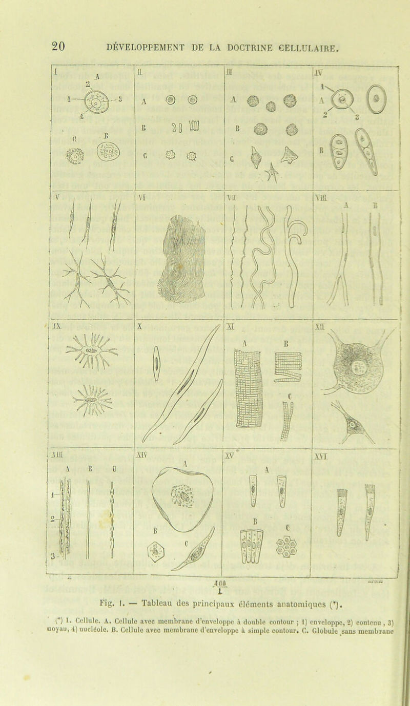 Fig. I. — Tableau dcs principaux glihnents anatomiqucs (*). C) I. Cellule. A. Cellule avcc membrane d’cnveloppc a double contour ; 1) cnvcloppe, 2) contenu , 3) ooyau, 4) uuel6olc. 13. Cellule avcc membrane d’cnveloppc a simple contour. C. Globule sans membrane