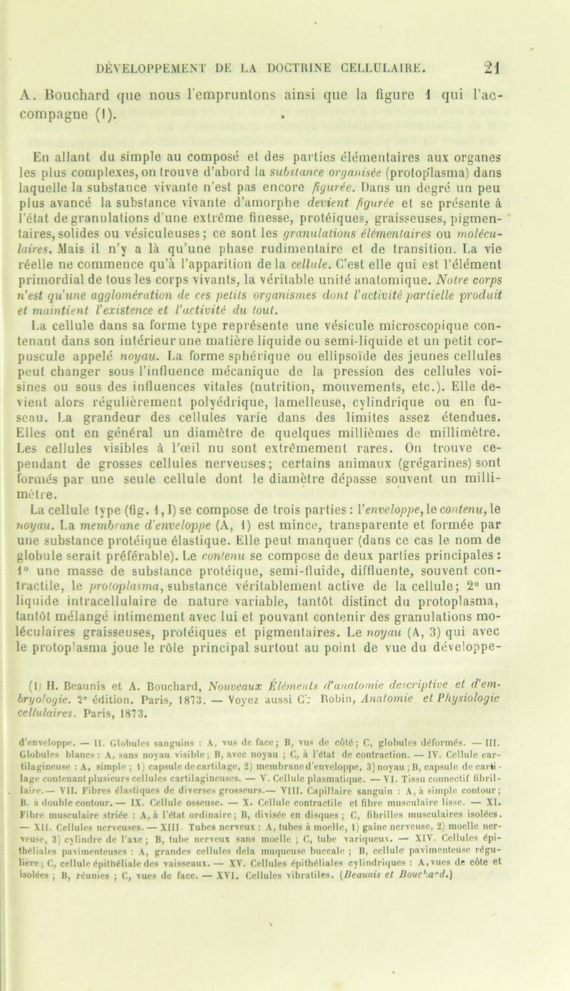 A. Bouchard que nous l’cmpruntons ainsi que la figure 1 qui l’ac- compagne (1). En allant du simple au compose et des parties elementaires aux organes les plus complexes, on trouve d’abord la substance organisde (protop'lasma) dans laquelle la substance vivante n’est pas encore figuree. Dans un degre un peu plus avance la substance vivante d’amorphe devient figuree et se presente & 1’etat de granulations d’une extreme finesse, proteiques, graisseuses, pigmen- taires, solides ou vesiculeuses; ce sont les granulations elementaires ou moUcu- laires. Mais il n’y a la qu’une phase rudimentaire et de transition. La vie reelle ne commence qu’a l’apparition de la cellule. C’est elle qui est l’elemenl primordial de tous les corps vivants, la veritable unite anatomique. Notre corps n’est qu’une agglomeration de ces petils organismes dont I’activite partielle produit et maintient Vexistence et I’activite du tout. La cellule dans sa forme type reprdsente une vesicule microscopique con- tenant dans son interieur une matiere liquide ou semi-liquide et un petit cor- puscule appele noyau. La forme spherique ou ellipsoide des jeunes cellules peut changer sous l’influence mecanique de la pression des cellules voi- sines ou sous des influences vitales (nutrition, mouvements, etc.). Elle de- vient alors regulierement polyedrique, lamelleuse, cylindrique ou en fu- seau. La grandeur des cellules varie dans des limites assez etendues. Elies ont en general un diamfitre de quelques millit'unes de millimetre. Les cellules visibles a Lceil nu sont extrfimement rares. On trouve ce- pendant de grosses cellules nerveuses; certains animaux (gregarines) sont formes par une seule cellule dont le diametre depasse souvent un milli- metre. La cellule type (fig. l,I)se compose de trois parties: Venveloppe, lecontenu, le noyau. La membrane d'enveloppe (A, I) est mince, transparente el formGe par une substance proteique 61astique. Elle peut manquer (dans ce cas le nom de globule serait preferable). Le nontenu se compose de deux parlies principals : t° une masse de substance proteique, semi-fluide, diffluente, souvent con- tractile, le protoplasma, substance veritablement active de la cellule; 2° un liquide intracellulaire de nature variable, tantOl distinct du protoplasma, tantdt melange intimement avec lui et pouvant eontenir des granulations mo- 16culaires graisseuses, proteiques et pigmentaires. Le noyau (A, 3) qui avec le protoplasma joue le rOle principal surtout au point de vue du developpe- (1) II. Beaunis et A. Bouchard, Nouveaux Elimenls d’anatomie descriptive et d’em- bryotogie. 2' edition. Paris, 1873. — Voyez aussi C': Robin, Anatomie et Physiologic cellulaires. Paris, 1873. d’enveloppe. — II. Globules sanguins : A, vus de face; B, vus de cdtd; C, globules ddformds. — III. Globules blancs: A, sans noyau visible; B, avec noyau ; C, ii l’dtat de contraction. — IV. Cellule ear- tilagineuse : A, simple ; 1) capsule de cartilage, 2) membrane d'enveloppe, 3)noyau ;B, capsule de carti ■ lage contenant plusieurs cellules cartilagineuses. — V. Cellule plasmatique. — VI. Tissu connectif libril- laire.— VII. Fibres (ilastiques de diverscs grosscurs.— VIII. Capillaire sanguin : A, a simple contour ; B. a double contour.— IX. Cellule osseusc. — X. Cellule contractile et fibre musculaire lissc. — XI. Fibre musculaire stride : A, a I’dtat ordinaire; B, divisde en disques ; C, fibrilles musculaires isoldcs. — XII. Cellules nerveuses. — XIII. Tubes nerveux : A, tubes a moelle, 1) game ncrveusc, 2) moelle ner- veuse, 3) cylindre de l’axc; B, tube nerveux sans moelle ; C, tube variqueux. — XIV. Cellules dpi- thdliales pavimenteuses : A, grandcs cellules dcla muqueusc buccalc ; B, cellule pavimentciisc rdgu- liere; C, cellule dpithdliale des vaisseaux. — XV. Cellules dpithdlialcs cvlindriques : A.vues de cote et isoldes ; B, reunies ; C, vucs de face. — XVI. Cellules vibratiles. (Beaunis et Bouc'-.ard.)