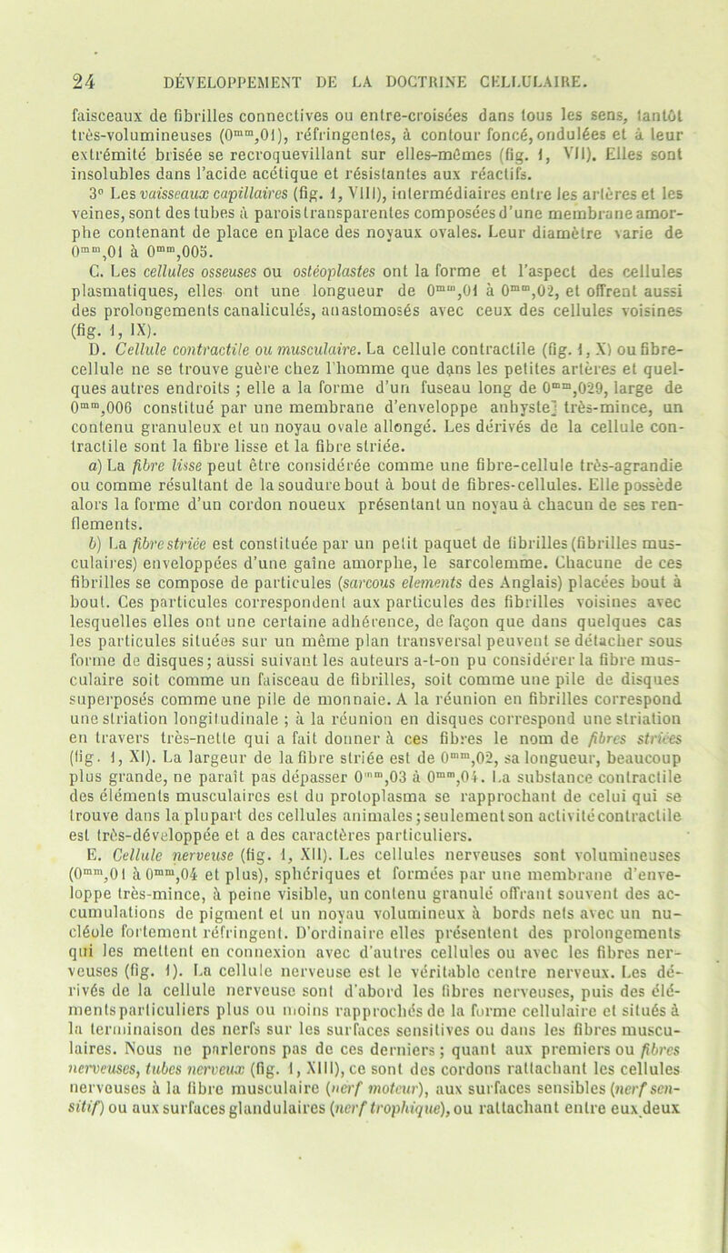 faisceaux de fibrilles connectives ou entre-croisees dans tous les sens, lantOt tres-volumineuses (0mm,01), refringentes, A contour foncA, oridul6es et a leur extremite brisee se recroquevillant sur elles-mdmes (fig. t, VII). Elies sont insolubles dans 1’acide acetique et resistantes aux reaclifs. 3° Les vaisscaux capillaires (fig. 1, VIII), inlermddiaires entre Jes arteres et les veines, sont des tubes a paroistransparentes composeesd’une membrane amor- phe contenant de place en place des noyaux ovales. Leur diamAtre varie de 0mm,01 a 0mm,005. G. Les cellules osseuses ou osleoplastes ont la forme et l’aspect des cellules plasmatiques, elles ont une longueur de 0m“,0I a 0mm,02, et offrent aussi des prolongements canalicules, anastomoses avec ceux des cellules voisines (fig. I, IX). D. Cellule contractile ou musculaire. La cellule contractile (fig. I, X) ou fibre- cellule ne se trouve guAre chez l’homme que dans les petites arteres et quel- ques autres endroits ; elle a la forme d’un fuseau long de 0mm,029, large de 0mm,006 constitue par une membrane d’enveloppe anbyste] trAs-mince, un contenu granuleux et un noyau ovale allonge. Les dei’ives de la cellule con- tractile sont la fibre lisse et la fibre stride. a) La fibre lisse peut etre consideree comme une fibre-cellule trAs-agrandie ou comme resultant de la soudurebout a bout de fibres-cellules. Ellepossede alors la forme d’un cordon noueux prAsentant un noyau a chacun de ses ren- flements. b) La fibre stride est constitute par un petit paquet de fibrilles (fibrilles mus- culaires) enveloppees d’une gaine amorphe, le sarcolemme. Chacune de ces fibrilles se compose de particules (sarcous elements des Anglais) placees bout a bout. Ces particules correspondent aux particules des fibrilles voisines avec lesquelles elles ont une certaine adherence, de faqon que dans quelques cas les particules siluees sur un meme plan transversal peuvent se detacher sous forme de disques; aussi suivant les auteurs a-t-on pu considerer la fibre mus- culaire soit comme un faisceau de fibrilles, soit comme une pile de disques superposes comme une pile de monnaie. A la reunion en fibrilles correspond uneslriation longitudinale ; a la reunion en disques correspond une striation en travel’s tres-nette qui a fait donner A ces fibres le nom de fibres striees (fig. I, XI). La largeur de la fibre slriee est de 0nm,02, sa longueur, beaucoup plus grande, ne parait pas depasser 0mm,03 a 0mm,04. La substance contractile des elements musculaires est du proloplasma se rapprochant de celui qui se trouve dans la plupart des cellules animates ;seulement son activitecontractile est IrAs-dAveloppee et a des caractAres particuliers. E. Cellule nerveuse (fig. 1, XII). Les cellules nerveuses sont volumineuses (0mm,0l A 0mm,04 et plus), spheriques et formees par une membrane d’enve- loppe tres-mince, A peine visible, un contenu granule offrant souvent des ac- cumulations de pigment et un noyau volumincux A bords nets avec un nu- clAole fortemont refringent. D’ordinaire elles presentent des prolongements qui les mellent en connexion avec d’autres cellules ou avec les fibres ner- veuses (fig. I). La cellule nerveuse est le veritable centre nerveux. Les de- rivds de la cellule nerveuse sont d’abord les fibres nerveuses, puis des ele- mentsparticuliers plus ou moins rapproebesde la forme cellulaire et situAs A la terminaison des nerfs sur les surfaces sensitives ou dans les fibres muscu- laires. Nous ne parlcrons pas do ces derniers; quant aux premiers ou fibres nerveuses, tubes nerveux (fig. I, XIII), ce sont des cordons rattacliant les cellules nerveuses A la fibre musculaire (nerf moteur), aux surfaces sensibles (nerf sen- si t if) ou aux surfaces glandulaires [nerf trophique), ou rattachant entre eux deux