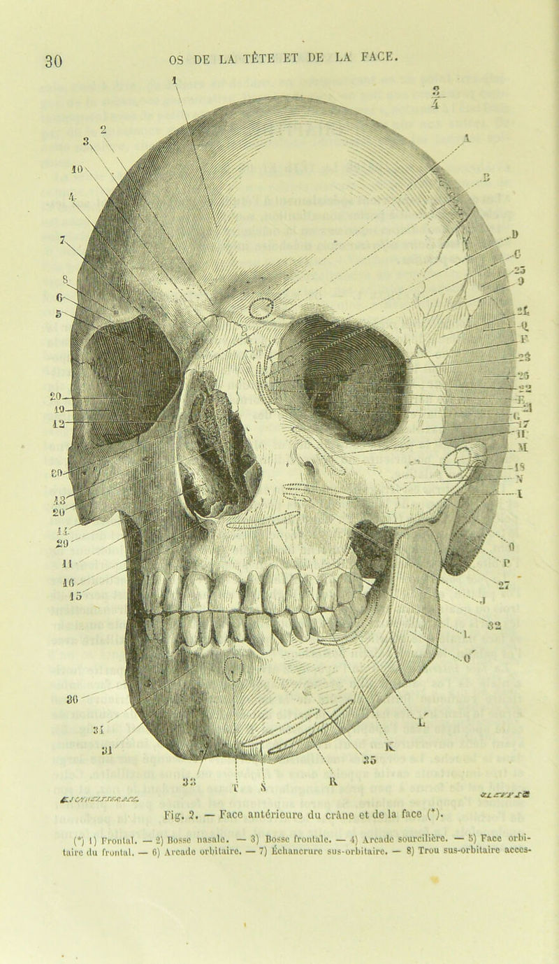 Fig. 2. — Face antirieure du cr&ne et de la face (*). (*) l) Frontal. —2) Bossc nasale. — 3) Bossc frontalc. — 4) Arcade sourciliere. — S) Face orbi- tairc du frontal. — 6) Arcade orbitaire. — 7) Echancrure sus-orbitairc. — 8) Trou sus-orbitaire acccs- OS DE LA t£tE ET DE LA FACE. \