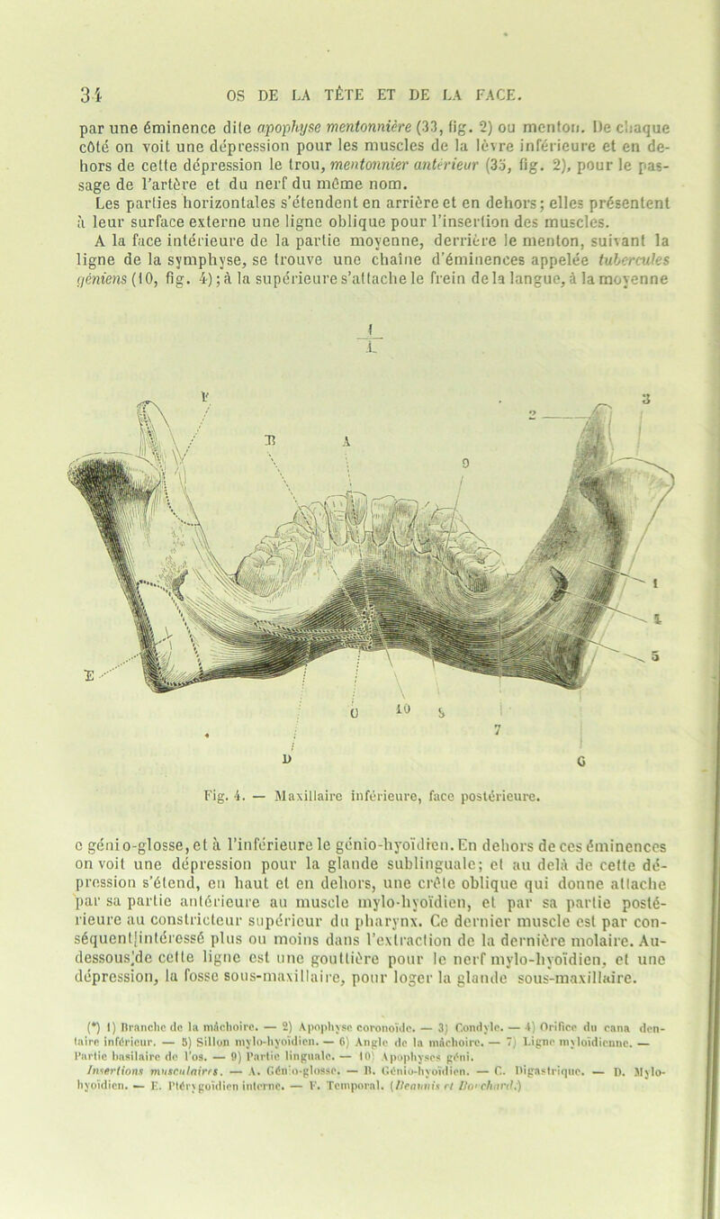 par une Eminence dite apophyse mentonniere (33, fig. 2) ou menton. I)e c'.iaque cdle on voit une depression pour les muscles de la Idvre inferieure et en de- hors de cetfe depression le trou, mentonnier anterieur (3o, fig. 2), pour le pas- sage de l’artdre et du nerf du meme nom. Les parlies horizontales s’etendent en arrive et en dehors; elles prdsenlent a leur surface externe une ligne oblique pour l’insertion des muscles. A la face interieure de la partie moyenne, derriere le menton, suivant la ligne de la symphyse, se trouve une chaine d’dminences appelee tubercules i/miens (10, fig. 4); A la supdrieure s’attache le frein dela langue, a la moyenne l i e gcnio-glosse, et a l’inferieure le giinio-hyo'idren.En dehors de ces dminences on voit une depression pour la glande sublinguale; et au dela de cetfe de- pression s’dtend, en liaut et en dehors, une crdle oblique qui donne allache par sa partie anterieure au muscle mylo-hyoidien, el par sa partie poste- rieure au constricteur supericur du pharynx. Ce dernier muscle est par con- s6quent|inleressd plus ou moins dans I’exlraclion de la dernidre molaire. Au- dessous^de cede ligne est une goutlidre pour le nerf mylo-hyoidien, et une depression, la fosse sous-maxillaire, pour loger la glande sous-maxillaire. (*) (*) I) Ilranchc dc la mAchoirc. — 2) Apophyse coronoi'dc. — 3) Condyle. — 4) Orifice du cana den- tairc infiSricur. — 5) SilIon mylo-hyoidien. — 6) Angle dc la machoire. — 7) Ligne myloidicnne. — Partie hasilaire dc l’os. — 9) Partie lingo ale. — to Apophyses gAni. Insertions muscnlnirrs. — A. GtSnio-glosse. — It. GOnio-hyoidien. — C. Itigastriquc. — D. Mylo- hyoidien. — I'. PUrygoidien interne. — V. Temporal. [Ileminis rt Do'Chnrtl.)