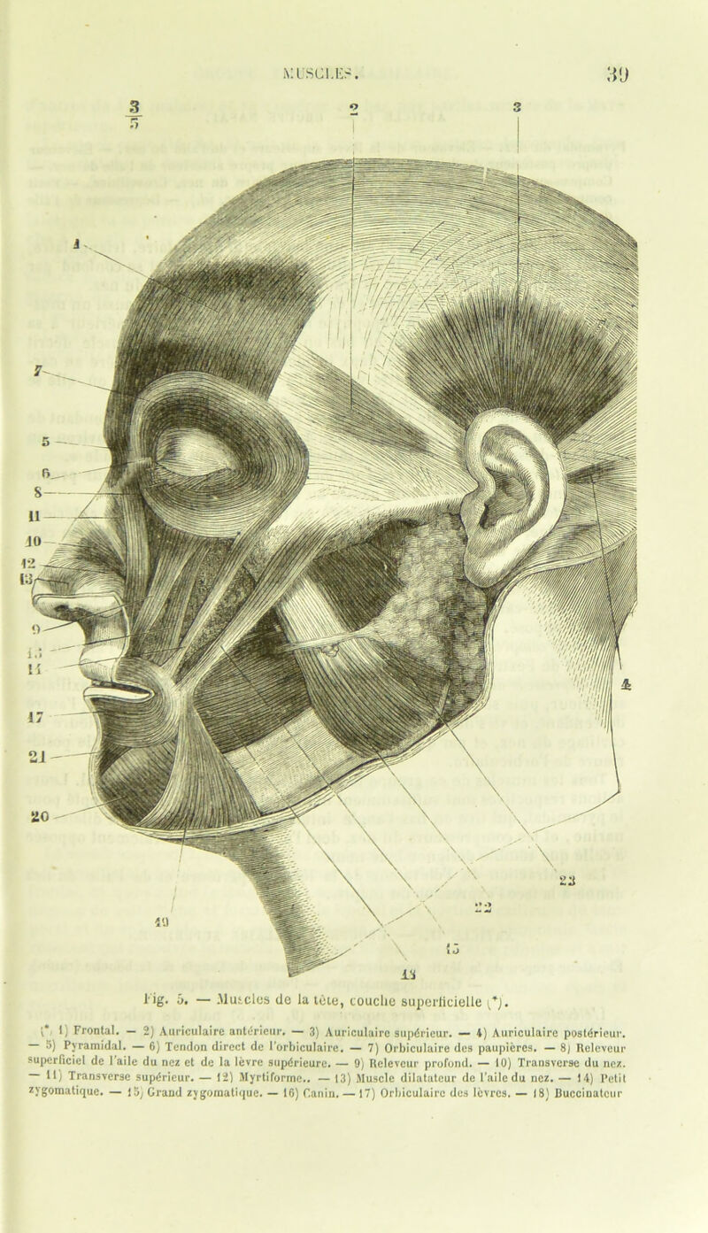 iviscu:.'. :vj l'ig. a. — .Mutcles de la tote, couclie superlicielle y*j. v* 1) Frontal. — 2) Auriculaire anterieur. — 3) Auriculairc supdrieur. — 4) Auriculaire postdrieur. — 5) Pyramidal. — 6) Tendon direct de 1’orbiculaire. — 7) Orbiculaire des paupiercs. — 8) Releveur superliciel de l’aile du nez et de la levre supdrieure. — 9) Releveur profond. — 10) Transverse du nez. 11) Transverse supdrieur. — 12) Myrtiformc.. — 13) Muscle dilatateur de 1’ailedu nez. — 14) Petit zygomatique. — 15y Grand zygomatiquc. — 16) Canin. — 17) Orbiculaire des Icvrcs. — 18) Buccinatcur