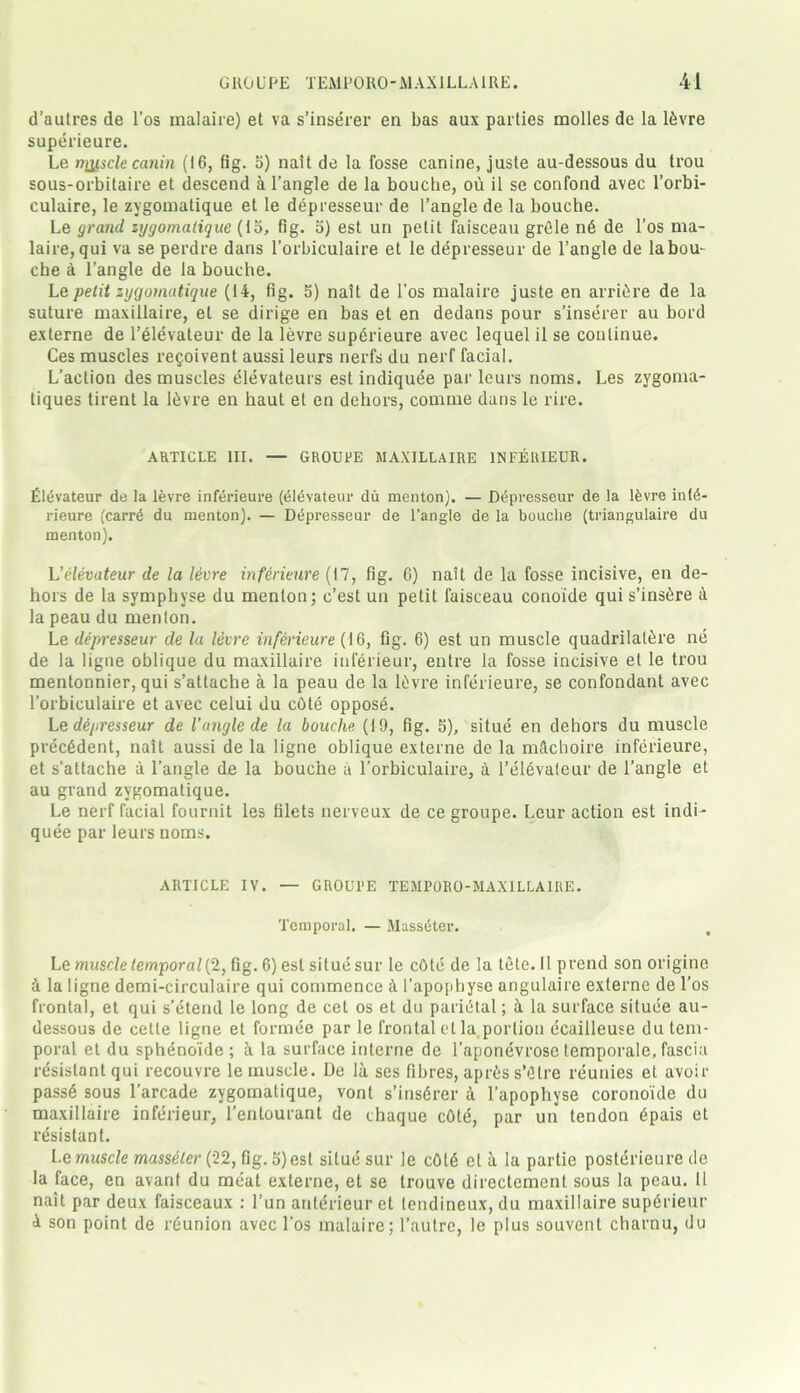 d’aulres de l’os malaire) et va s’inserer en bas aux parties molles de la ldvre superieure. Le nryscle canin (16, fig. 5) nait de la fosse canine, juste au-dessous du trou sous-orbitaire et descend a l’angle de la bouche, ou il se confond avec l’orbi- culaire, le zygomatique et le depresseur de Tangle de la bouche. Le grand zygomatique (lo, fig. 5) est un petit faisceau grille nd de l’os ma- laire, qui va se perdre dans Torbiculaire et le depresseur de Tangle de labou- cbe a Tangle de la bouche. Le petit zygomatique (14, fig. 5) nait de 1’os malaire juste en arridre de la suture maxillaire, et se dirige en bas et en dedans pour s’inserer au bord externe de Televateur de la levre superieure avec lequel il se continue. Ces muscles re§oivent aussi leurs nerfs du nerf facial. L’action des muscles elevateurs est indiquee parlours noms. Les zygoma- tiques tirent la Idvre en haut et en dehors, comme dans le rire. ARTICLE III. — GROUPE MAXILLAIRE INFERIEUR. Eldvateur de la levre inferieure (eldvateur du rnenton). — Depresseur de la Idvre in(6- rieure (carrd du menton). — Depresseur de l’angle de la bouche (triangulaire du menton). L’elevateur de la levre inferieure (17, fig. 6) nait de la fosse incisive, en de- hors de la symphyse du menton; c’est un petit faisceau conoide qui s’insdre a la peau du menton. Le depresseur de la levre inferieure (16, fig. 6) est un muscle quadrilatdre ne de la ligne oblique du maxillaire inferieur, entre la fosse incisive et le trou mentonnier, qui s’attache a la peau de la Idvre inferieure, se confondant avec Torbiculaire et avec celui du cOte oppose. Le depresseur de l’angle de la bouche, (19, fig. 5), situe en dehors du muscle precedent, nait aussi de la ligne oblique externe de la m&choire inferieure, et s’attache a Tangle de la bouche a Torbiculaire, a Televateur de Tangle et au grand zygomatique. Le nerf facial fournit les filets nerveux de ce groupe. Leur action est indi- quee par leurs noms. ARTICLE IV. — GROUTE TEMPORO-MAXILLA1RE. Temporal. — Massdter. . Le muscle temporal (2, fig. 6) est situesur le cOte de la tele. 11 prend son origine a la ligne demi-circulaire qui commence A I’apophyse angulaire externe de l’os frontal, et qui s’etend le long de cet os et du paridlal; a la surface situee au- dessous de cette ligne et formee par le frontal etla.porlion ecailleuse du tem- poral et du sphenoide ; a la surface interne de Taponevrose lemporale, fascia resistant qui recouvre le muscle. De la ses fibres, aprds s’Olre reunies et avoir passd sous l’arcade zygomatique, vont s’insdrer a l’apophyse coronoide du maxillaire inferieur, Tenlourant de chaque cOte, par un tendon dpais et resistant. Le muscle masseter (22, fig. 5) est situe sur le cOt6 et a la partie posterieure de la face, en avant du meat externe, et se trouve directement sous la peau. 11 nait par deux faisceaux : Tun antdrieur et lendineux, du maxillaire supdrieur A son point de rdunion avec 1’os malaire; l’autre, le plus souvent charnu, du