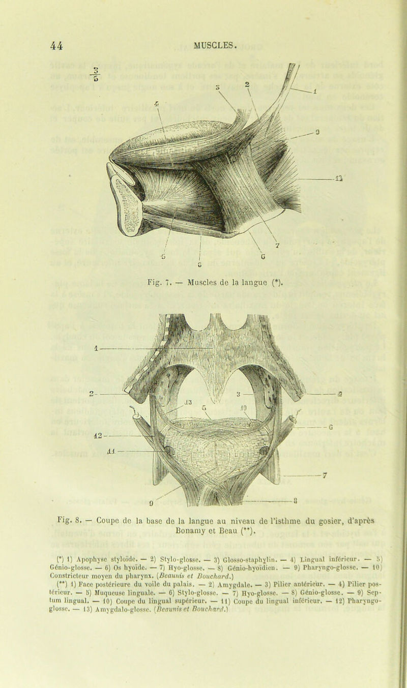 u Fig. 7. — Muscles de la langue (*). 11 Fig. 8. — Coupe dc la base de la langue au niveau de l’isthme du gosier, d’aprfes Bonamy et Beau (**). (*) 1) Apophyec styloide. — 2) Stvlo-glosso. — 3) Glosso-staphylin. — 4) Lingual infdrieur. — 5) Gdnio-glosse. — 6) Os hyoiide. — 7) Hyo-glossc. — 8) Gdnio-hyoidien. — 9) Pharyngo-glosse. — 10) Constricteur moyen du pharynx. [Seaunis ct JJouchard.) (**) 1) Face postdricurc du voile du palais. — 2) Amygdalc. — 3) Pilicr antdricur. — 4) Pilier pos- tdricur. — S) Muqucusc lingualc. — 6) Stylo-glosse. — 7) Hyo-glosse. — 8) Gdnio-glosse. — 9) Sep- tum lingual. — 10) Coupe du lingual supdrieur. — 11) Coupe du lingual infdrieur. — 12) Pharyngo- glossc. — 13) Amygdalo-glossc. (Deaunisct Douchard.)