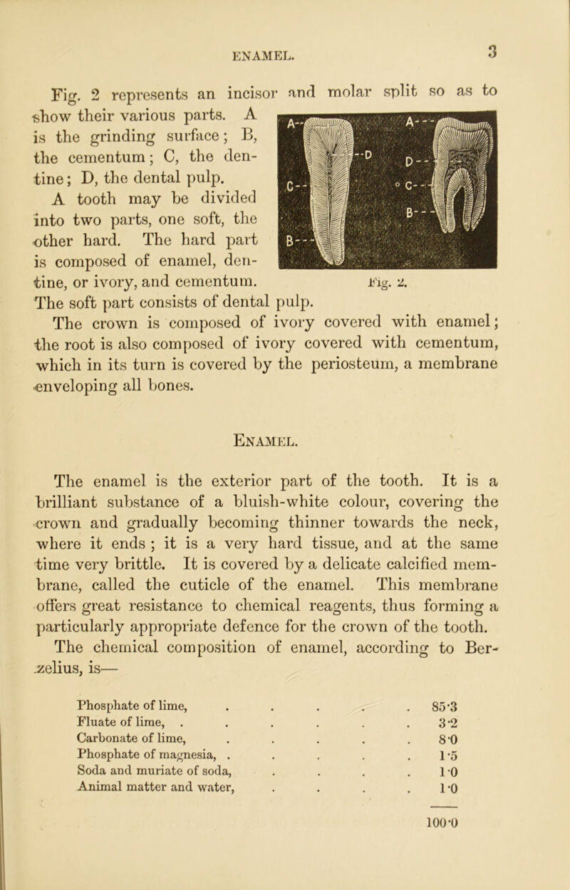 ENAMEL. Fig. 2 represents an incisor and molar split so as to show their various parts. A is the grinding surface; B, the cementum; C, the den- tine ; D, the dental pulp. A tooth may be divided into two parts, one soft, the other hard. The hard part is composed of enamel, den- tine, or ivory, and cementum. Fig. 2. The soft part consists of dental pulp. The crown is composed of ivory covered with enamel; the root is also composed of ivory covered with cementum, which in its turn is covered by the periosteum, a membrane •enveloping all bones. Enamel. The enamel is the exterior part of the tooth. It is a brilliant substance of a bluish-white colour, covering the crown and gradually becoming thinner towards the neck, where it ends ; it is a very hard tissue, and at the same time very brittle. It is covered by a delicate calcified mem- brane, called the cuticle of the enamel. This membrane offers great resistance to chemical reagents, thus forming a particularly appropriate defence for the crown of the tooth. The chemical composition of enamel, according to Ber- .zelius, is— Phosphate of lime, . . . . .85*3 Fluate of lime, . . . . . . 3 *2 Carbonate of lime, . . . . . 8 -0 Phosphate of magnesia, . . . . . 1 *5 Soda and muriate of soda, . . . . 1 *0 Animal matter and water, . . . . 1 *0 100*0