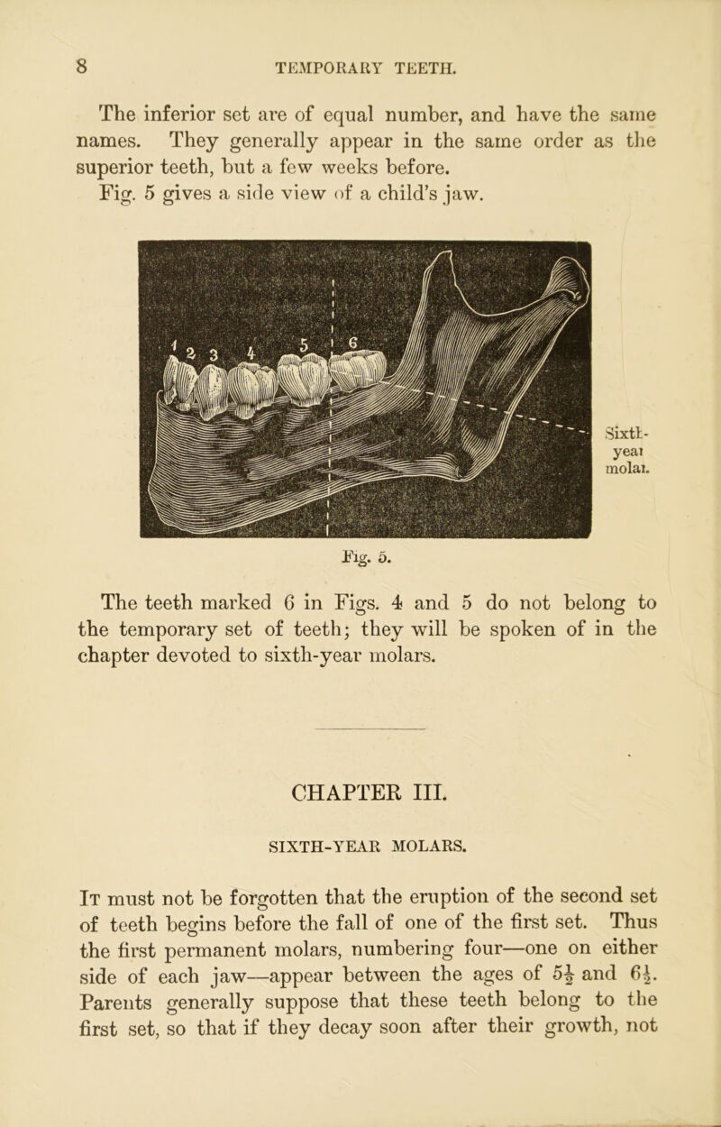 The inferior set are of equal number, and have the same names. They generally appear in the same order as the superior teeth, but a few weeks before. Fig. 5 gives a side view of a child’s jaw. Sixtt- yeai molai. Eig. 5. The teeth marked 6 in Figs. 4 and 5 do not belong to the temporary set of teeth; they will be spoken of in the chapter devoted to sixth-year molars. CHAPTER III. SIXTH-YEAR MOLARS. It must not be forgotten that the eruption of the second set of teeth begins before the fall of one of the first set. Thus the first permanent molars, numbering four—one on either side of each jaw—appear between the ages of 5J and 6J. Parents generally suppose that these teeth belong to the first set, so that if they decay soon after their growth, not