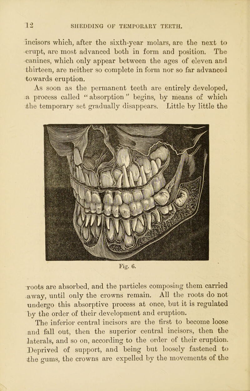 incisors which, after the sixth-year molars, are the next to erupt, are most advanced both in form and position. The canines, which only appear between the ages of eleven and thirteen, are neither so complete in form nor so far advanced towards eruption. As soon as the permanent teeth are entirely developed, a process called “ absorption ” begins, by means of which the temporary set gradually disappears. Little by little the Fig. 6. roots are absorbed, and the particles composing them carried away, until only the crowns remain. All the roots do not undergo this absorptive process at once, but it is regulated by the order of their development and eruption. The inferior central incisors are the first to become loose and fall out, then the superior central incisors, then the laterals, and so on, according to the order of their eruption. Deprived of support, and being but loosely fastened to the gums, the crowns are expelled by the movements of the