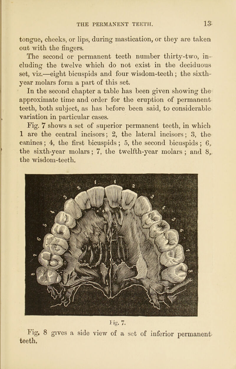 tongue, cheeks, or lips, during mastication, or they are taken out with the fingers. The second or permanent teeth number thirty-two, in- cluding the twelve which do not exist in the deciduous set, viz.—eight bicuspids and four wisdom-teeth; the sixth- year molars form a part of this set. In the second chapter a table has been given showing the approximate time and order for the eruption of permanent teeth, both subject, as has before been said, to considerable variation in particular cases. Fig. 7 shows a set of superior permanent teeth, in which 1 are the central incisors; 2, the lateral incisors; 3, the canines; 4, the first bicuspids; 5, the second bicuspids; 6,. the sixth-year molars; 7, the twelfth-year molars ; and 8, the wisdom-teeth. Hg. 7. Fig* ^ gives a side view of a set of inferior permanent teeth.