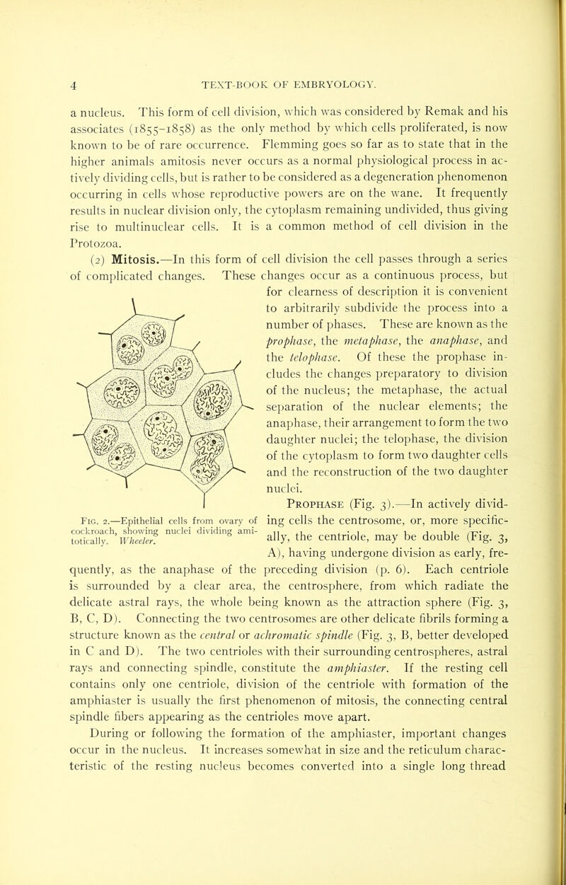 a nucleus. This form of cell division, which was considered by Remak and his associates (1855-1858) as the only method by which cells proliferated, is now known to be of rare occurrence. Flemming goes so far as to state that in the higher animals amitosis never occurs as a normal physiological process in ac- tively dividing cells, but is rather to be considered as a degeneration phenomenon occurring in cells whose reproductive powers are on the wane. It frequently results in nuclear division only, the cytoplasm remaining undivided, thus giving rise to multinuclear cells. It is a common method of cell division in the Protozoa. (2) Mitosis.—In this form of cell division the cell passes through a series of complicated changes. These changes occur as a continuous process, but for clearness of description it is convenient to arbitrarily subdivide the process into a number of phases. These are known as the prophase, the metaphase, the anaphase, and the telophase. Of these the prophase in- cludes the changes preparatory to division of the nucleus; the metaphase, the actual separation of the nuclear elements; the anaphase, their arrangement to form the two daughter nuclei; the telophase, the division of the cytoplasm to form two daughter cells and the reconstruction of the two daughter nuclei. Prophase (Fig. 3).—In actively divid- ing cells the centrosome, or, more specific- ally, the centriole, may be double (Fig. 3, A), having undergone division as early, fre- quently, as the anaphase of the preceding division (p. 6). Each centriole is surrounded by a clear area, the centrosphere, from which radiate the delicate astral rays, the whole being known as the attraction sphere (Fig. 3, B, C, D). Connecting the two centrosomes are other delicate fibrils forming a structure known as the central or achromatic spindle (Fig. 3, B, better developed in C and D). The two centrioles with their surrounding centrospheres, astral rays and connecting spindle, constitute the amphiaster. If the resting cell contains only one centriole, division of the centriole with formation of the amphiaster is usually the first phenomenon of mitosis, the connecting central spindle fibers appearing as the centrioles move apart. During or following the formation of the amphiaster, important changes occur in the nucleus. It increases somewhat in size and the reticulum charac- teristic of the resting nucleus becomes converted into a single long thread Fig. 2.—Epithelial cells from ovary of cockroach, showing nuclei dividing ami- totically. Wheeler.