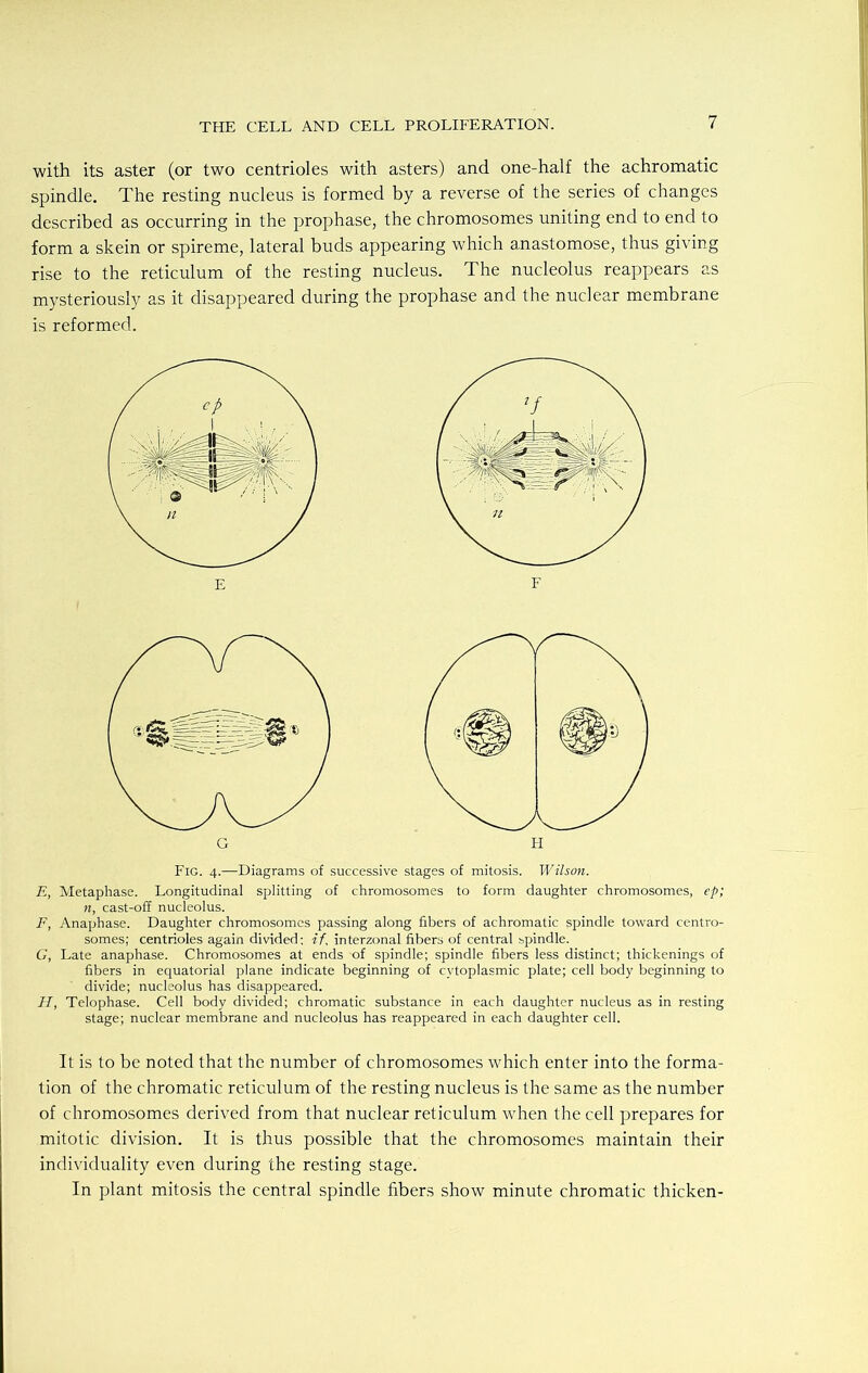 with its aster (or two centrioles with asters) and one-half the achromatic spindle. The resting nucleus is formed by a reverse of the series of changes described as occurring in the prophase, the chromosomes uniting end to end to form a skein or spireme, lateral buds appearing which anastomose, thus giving rise to the reticulum of the resting nucleus. The nucleolus reappears as mysteriously as it disappeared during the prophase and the nuclear membrane is reformed. E F G H Fig. 4.—Diagrams of successive stages of mitosis. Wilson. E, Metaphase. Longitudinal splitting of chromosomes to form daughter chromosomes, ep; n, cast-off nucleolus. F, Anaphase. Daughter chromosomes passing along fibers of achromatic spindle toward centro- somes; centrioles again divided; if. interzonal fibers of central spindle. C, Late anaphase. Chromosomes at ends of spindle; spindle fibers less distinct; thickenings of fibers in equatorial plane indicate beginning of cytoplasmic plate; cell body beginning to divide; nucleolus has disappeared. II, Telophase. Cell body divided; chromatic substance in each daughter nucleus as in resting stage; nuclear membrane and nucleolus has reappeared in each daughter cell. It is to be noted that the number of chromosomes which enter into the forma- tion of the chromatic reticulum of the resting nucleus is the same as the number of chromosomes derived from that nuclear reticulum when the cell prepares for mitotic division. It is thus possible that the chromosomes maintain their individuality even during the resting stage. In plant mitosis the central spindle fibers show minute chromatic thicken-