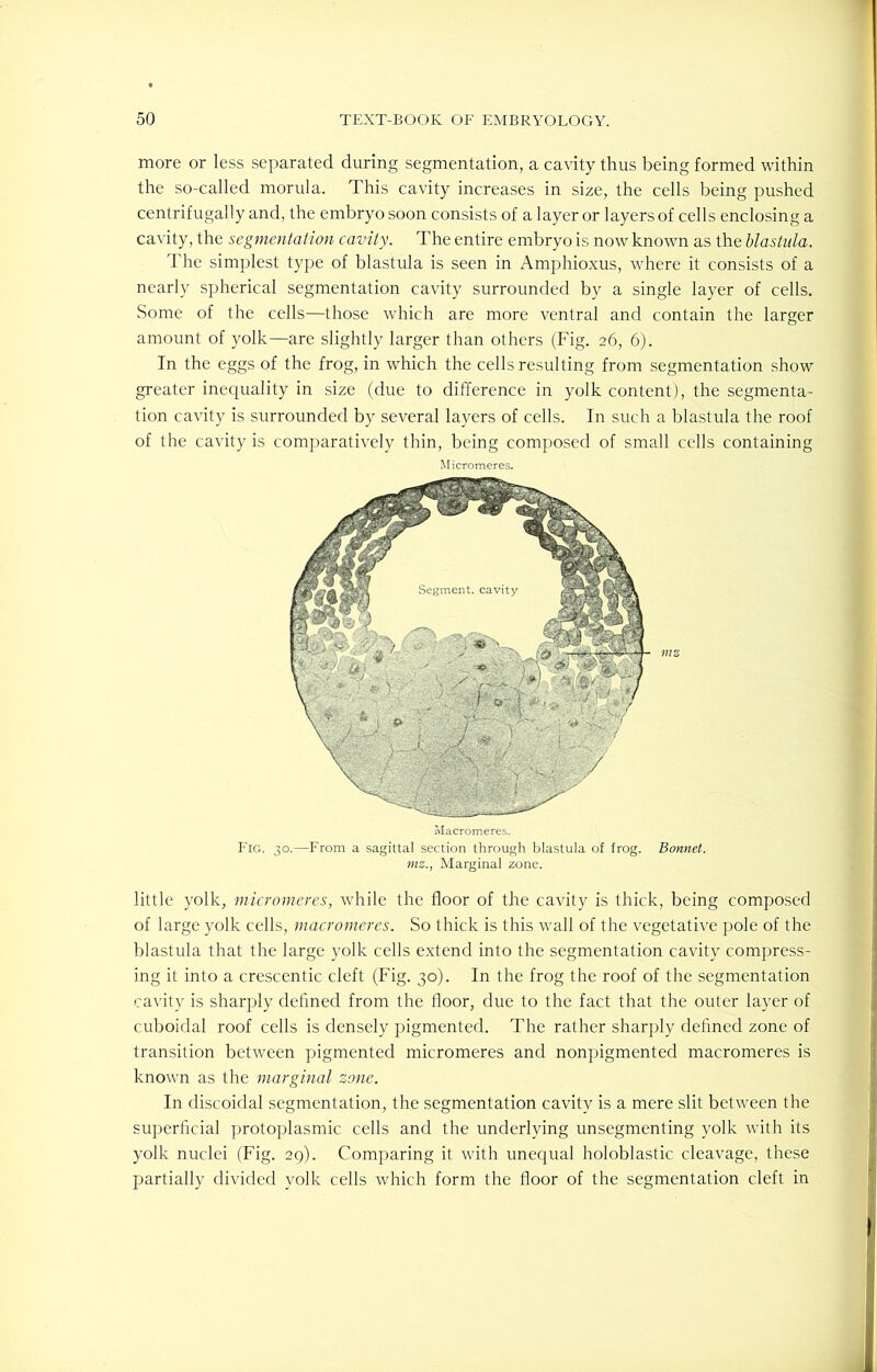 more or less separated during segmentation, a cavity thus being formed within the so-called morula. This cavity increases in size, the cells being pushed centrifugally and, the embryo soon consists of a layer or layers of cells enclosing a cavity, the segmentation cavity. The entire embryo is now known as the blastula. The simplest type of blastula is seen in Amphioxus, where it consists of a nearly spherical segmentation cavity surrounded by a single layer of cells. Some of the cells—those which are more ventral and contain the larger amount of yolk—are slightly larger than others (Fig. 26, 6). In the eggs of the frog, in which the cells resulting from segmentation show greater inequality in size (due to difference in yolk content), the segmenta- tion cavity is surrounded by several layers of cells. In such a blastula the roof of the cavity is comparatively thin, being composed of small cells containing Micromeres. Macromeres. Fig. 30.—From a sagittal section through blastula of frog. Bonnet, mzMarginal zone. little yolk, micromeres, while the floor of the cavity is thick, being composed of large yolk cells, macromeres. So thick is this wall of the vegetative pole of the blastula that the large yolk cells extend into the segmentation cavity compress- ing it into a crescentic cleft (Fig. 30). In the frog the roof of the segmentation cavity is sharply defined from the floor, due to the fact that the outer layer of cuboidal roof cells is densely pigmented. The rather sharply defined zone of transition between pigmented micromeres and nonpigmented macromeres is known as the marginal zone. In discoidal segmentation, the segmentation cavity is a mere slit between the superficial protoplasmic cells and the underlying unsegmenting yolk with its yolk nuclei (Fig. 29). Comparing it with unequal holoblastic cleavage, these partially divided yolk cells which form the floor of the segmentation cleft in