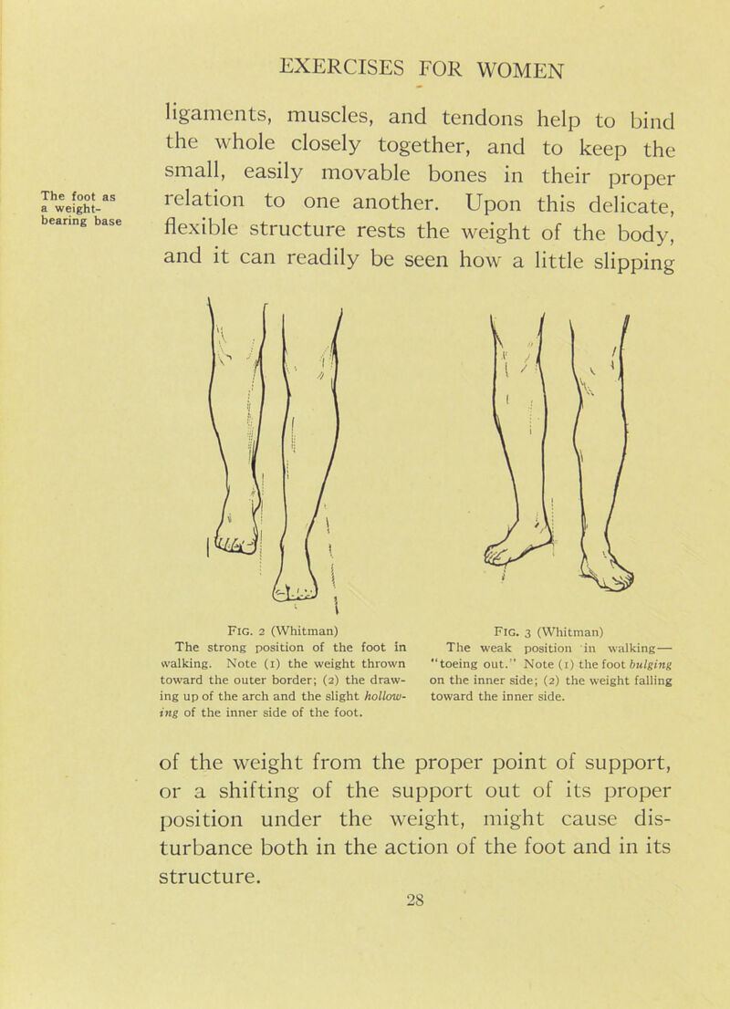 ligaments, muscles, and tendons help to bind the whole closely together, and to keep the small, easily movable bones in their proper Iwe$hLas relation to one another. Upon this delicate, flexible structure rests the weight of the body, and it can readily be seen how a little slipping walking. Note (i) the weight thrown toeing out.” Note (i) the foot bulging toward the outer border; (2) the draw- on the inner side; (2) the weight falling ing up of the arch and the slight hollow- toward the inner side. ing of the inner side of the foot. of the weight from the proper point of support, or a shifting of the support out of its proper position under the weight, might cause dis- turbance both in the action of the foot and in its structure. Fig. 2 (Whitman) The strong position of the foot in Fig. 3 (Whitman) The weak position in walking—