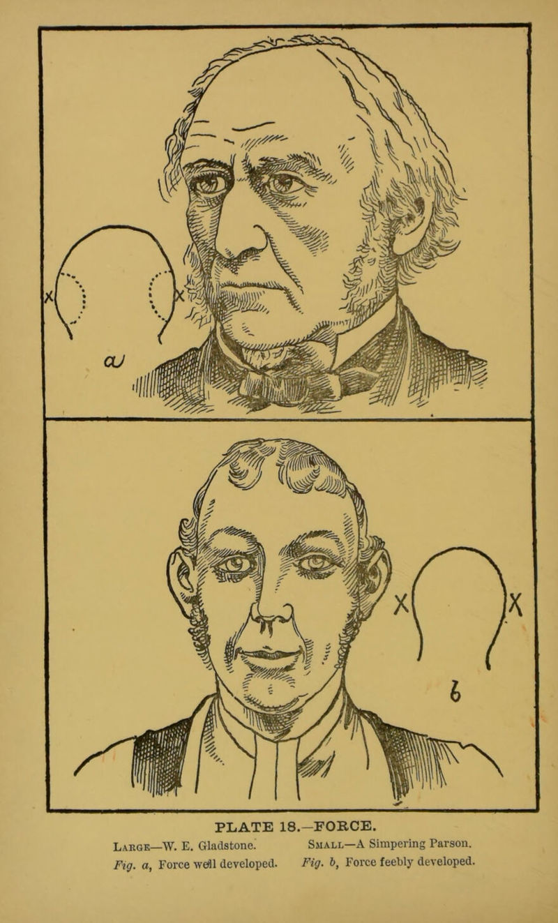 PLATE 18.—FORCE. Laege—W. E. Gladstone: Small—A Simpering Parson. Ftg. a, Force wefll developed. Fig. b, Force feebly developed.