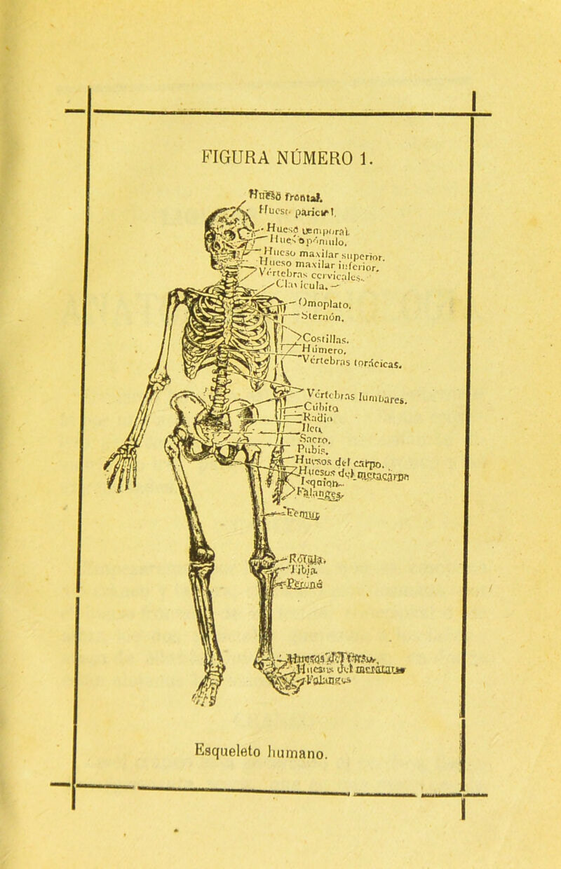 FIGURA NÚMERO 1. Wnííe ffflfltal. TÍ Wucst. parieiíl, uenipiiral, “¡''■''''‘lo- maxilar superior. ^ ^í/.“«o maxilar inferior. Vertebras cervicales,. ‘ 'l-lai icula.-' Omoplato, if—Slernón. r^Costillas. ’ / Hiimero. Vcrtebr.ns lor.-icicaí, n A'crtd)(.as lumbares ir^iku fí ^Sacro. Publ.o. _Hueso.s del c.títk,. =^FettLtíf Ri5T|iJj, ’l ibjiT. ■fiaüILÓ ..;re?«jJ>Jí?ÍíííA., ,Miics!» gví mcracatar l'alítnsi;* Esqueleto liumano.